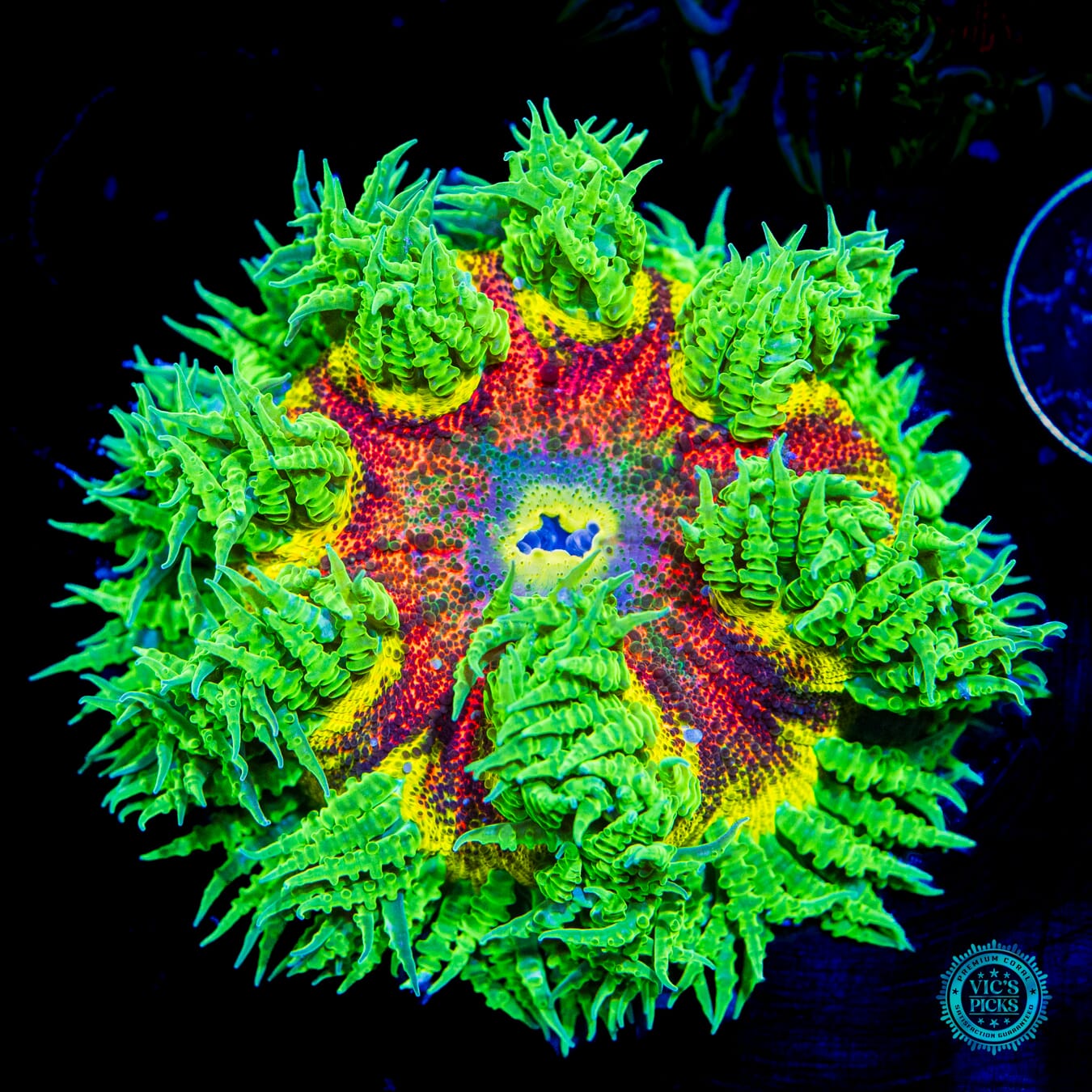 Kaboom Flower Anemone - Daylight Photo