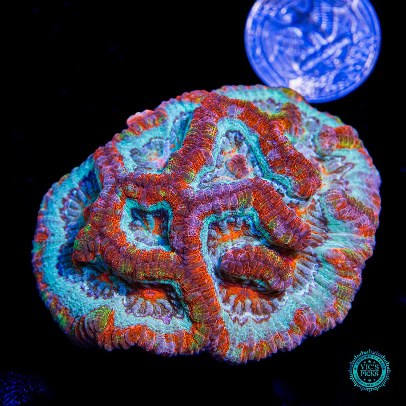 Love Tiger Symphyllia Wilsoni - Actinic Photo