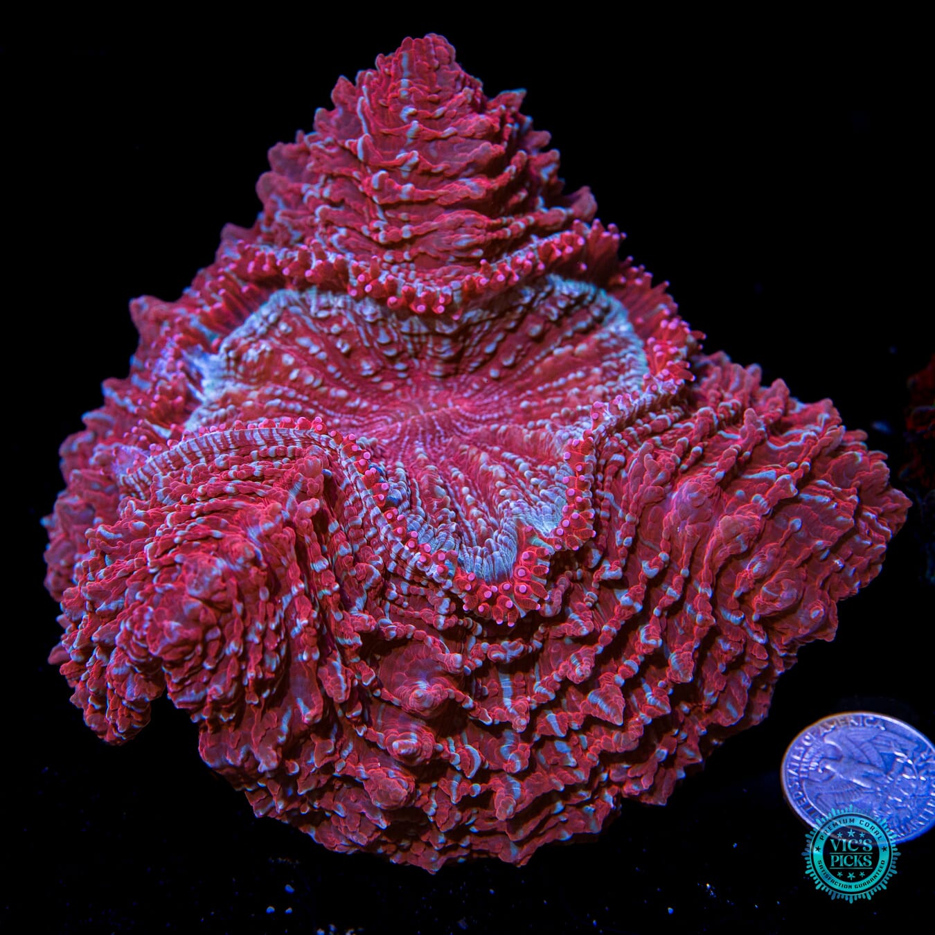 Berry Blender Acanthophyllia - Actinic Photo