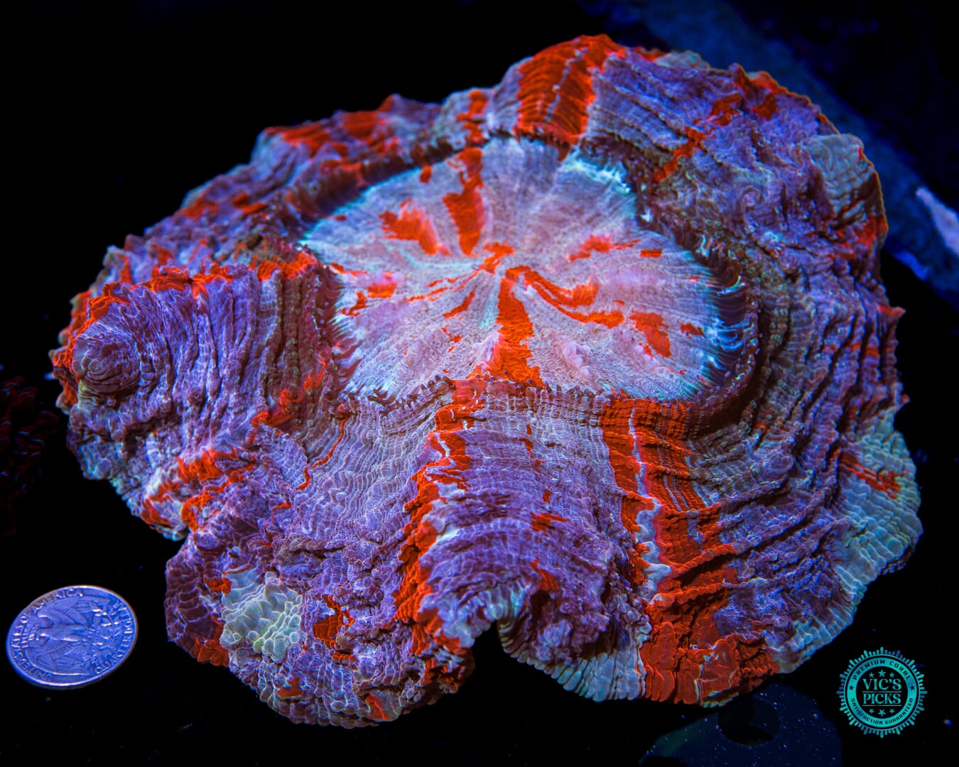 Polar Vortex Acanthophyllia - Actinic Photo