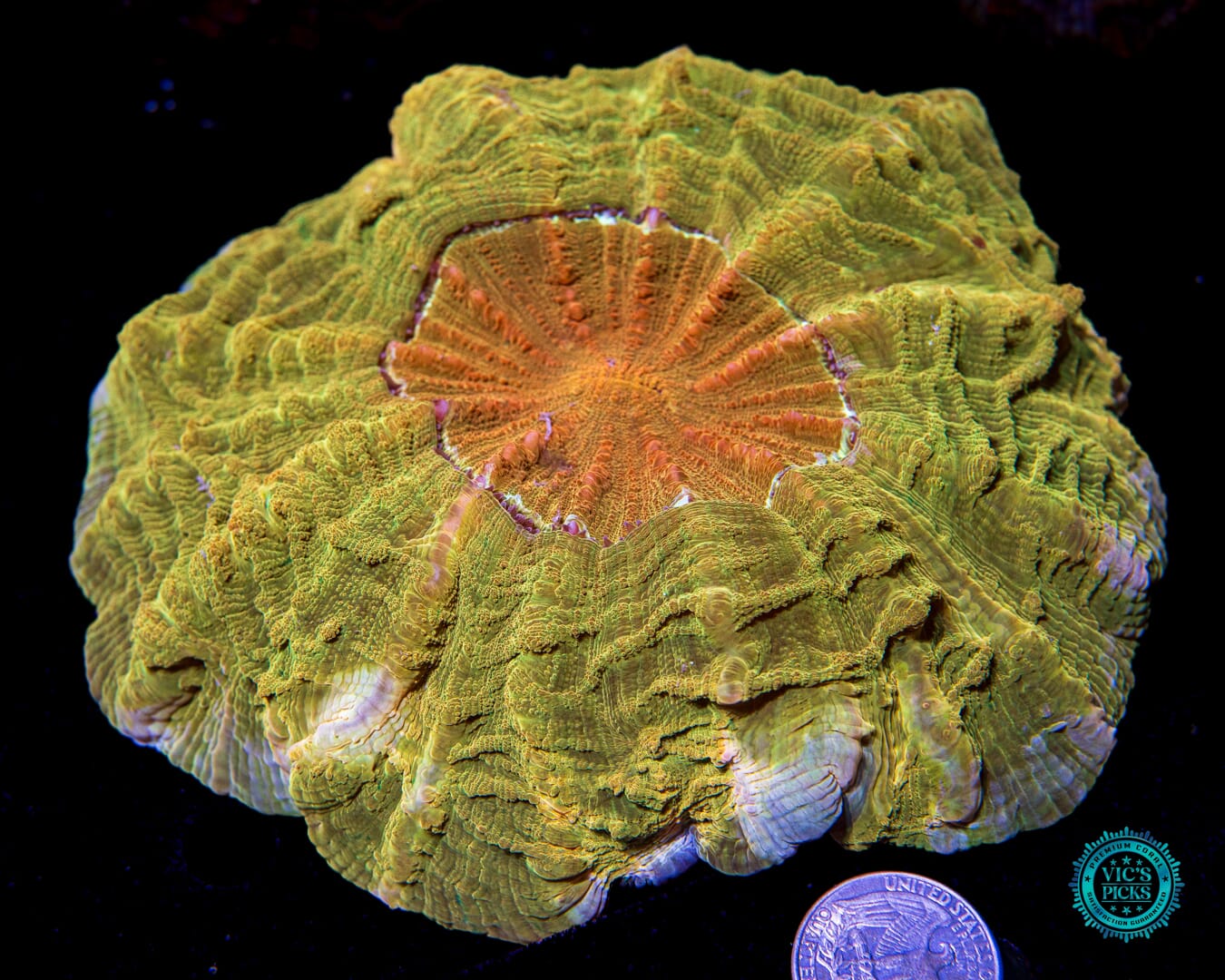 High Noon Acanthophyllia - Actinic Photo