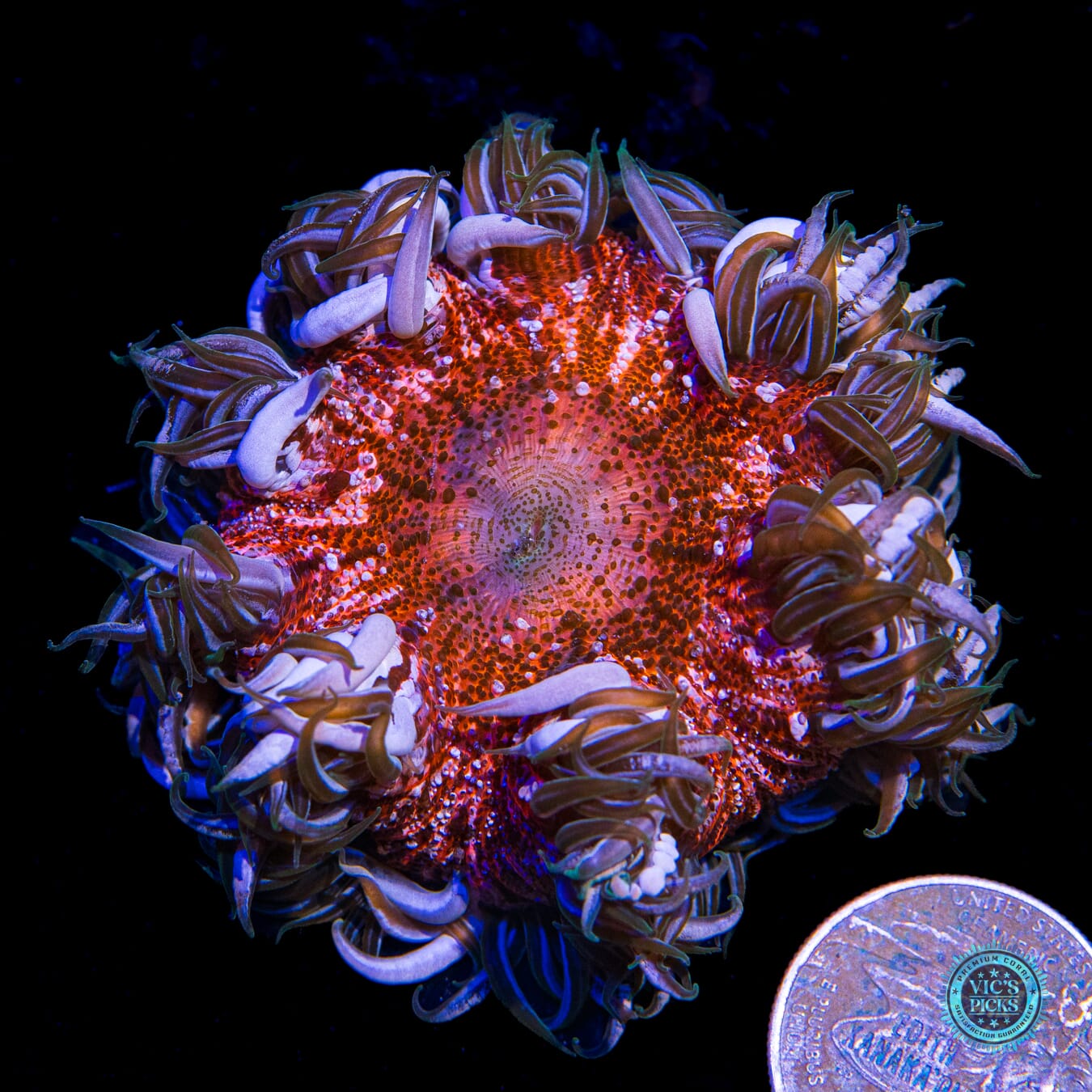 Berry Smasher Flower Anemone