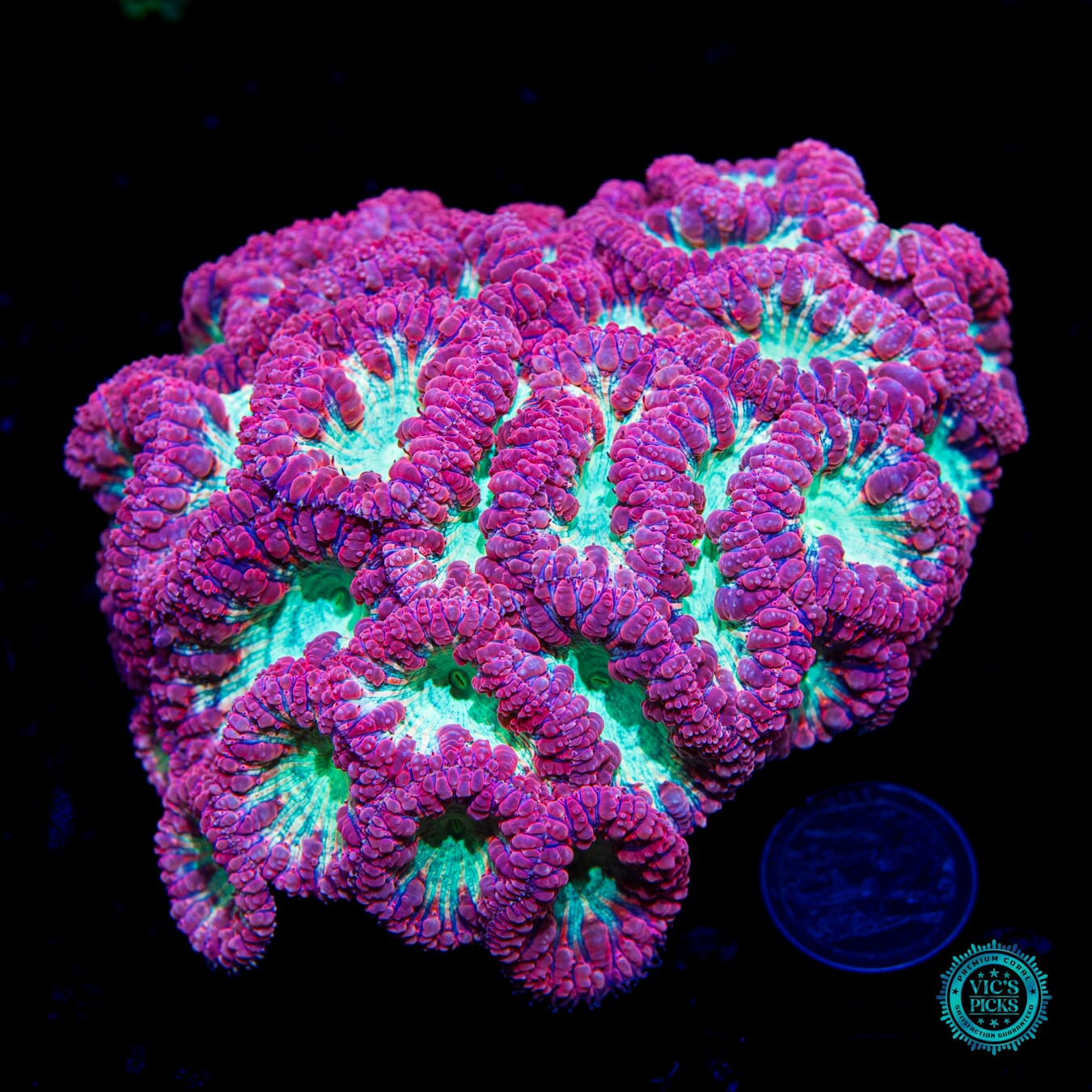 Pink Dust Blastomussa - Daylight Photo