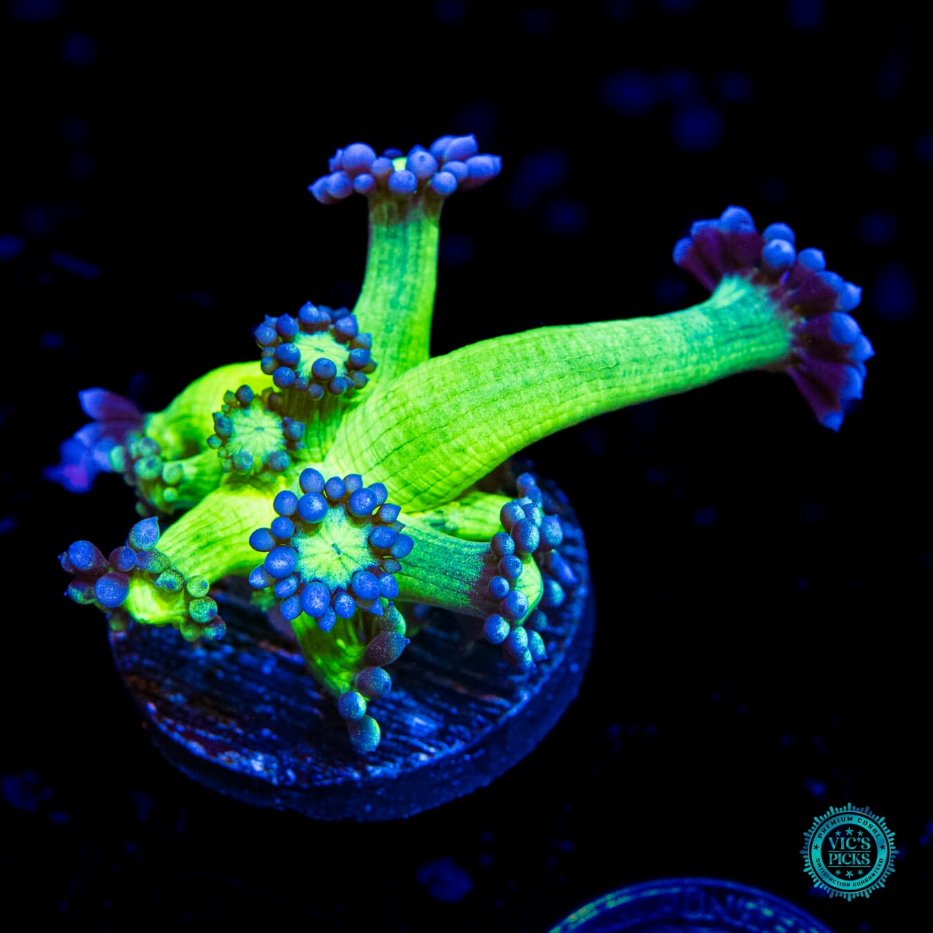 WWC Shadow Flame Goniopora - Daylight Photo