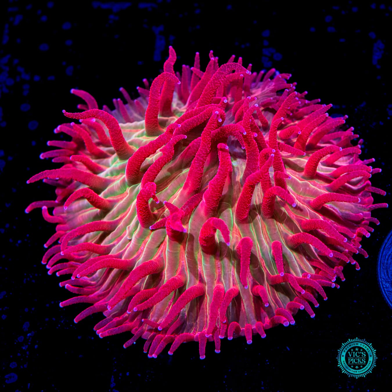 WWC Zombie Apocalypse Diaseris Plate Coral - Daylight Photo