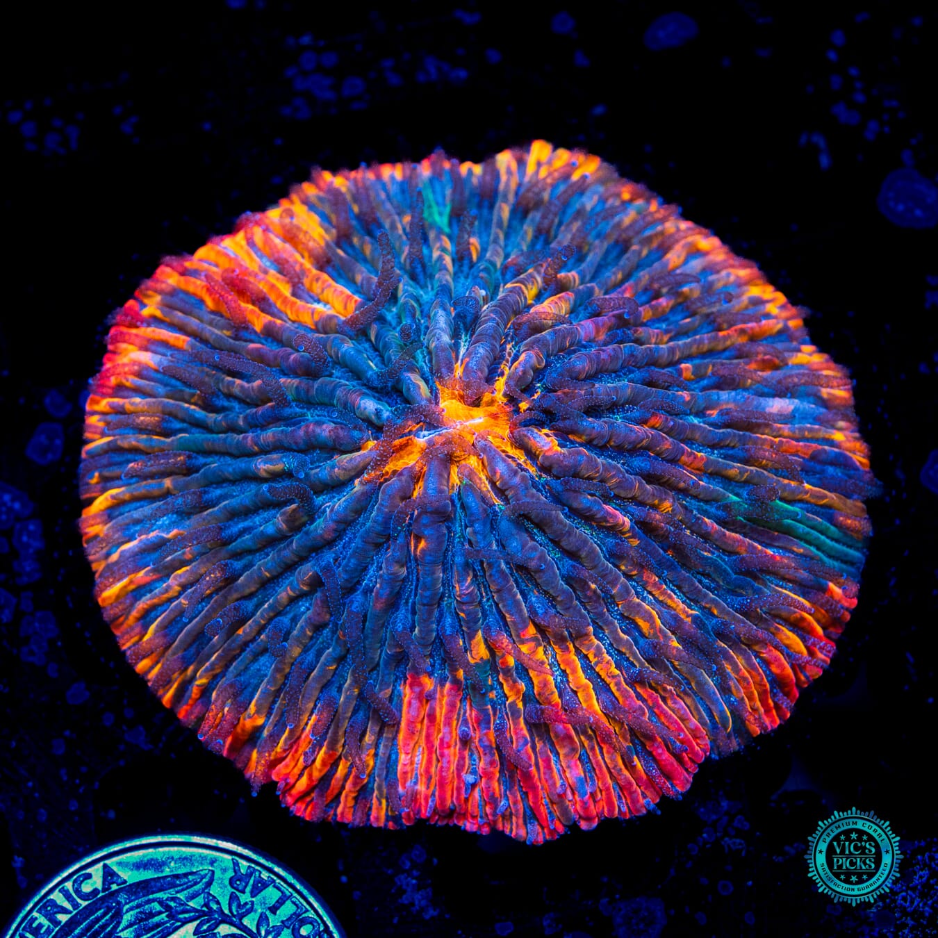 Fire Flash Plate Coral - Daylight Photo