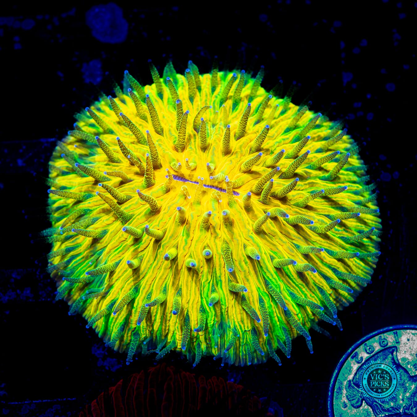 Electric Explosion Plate Coral - Daylight Photo