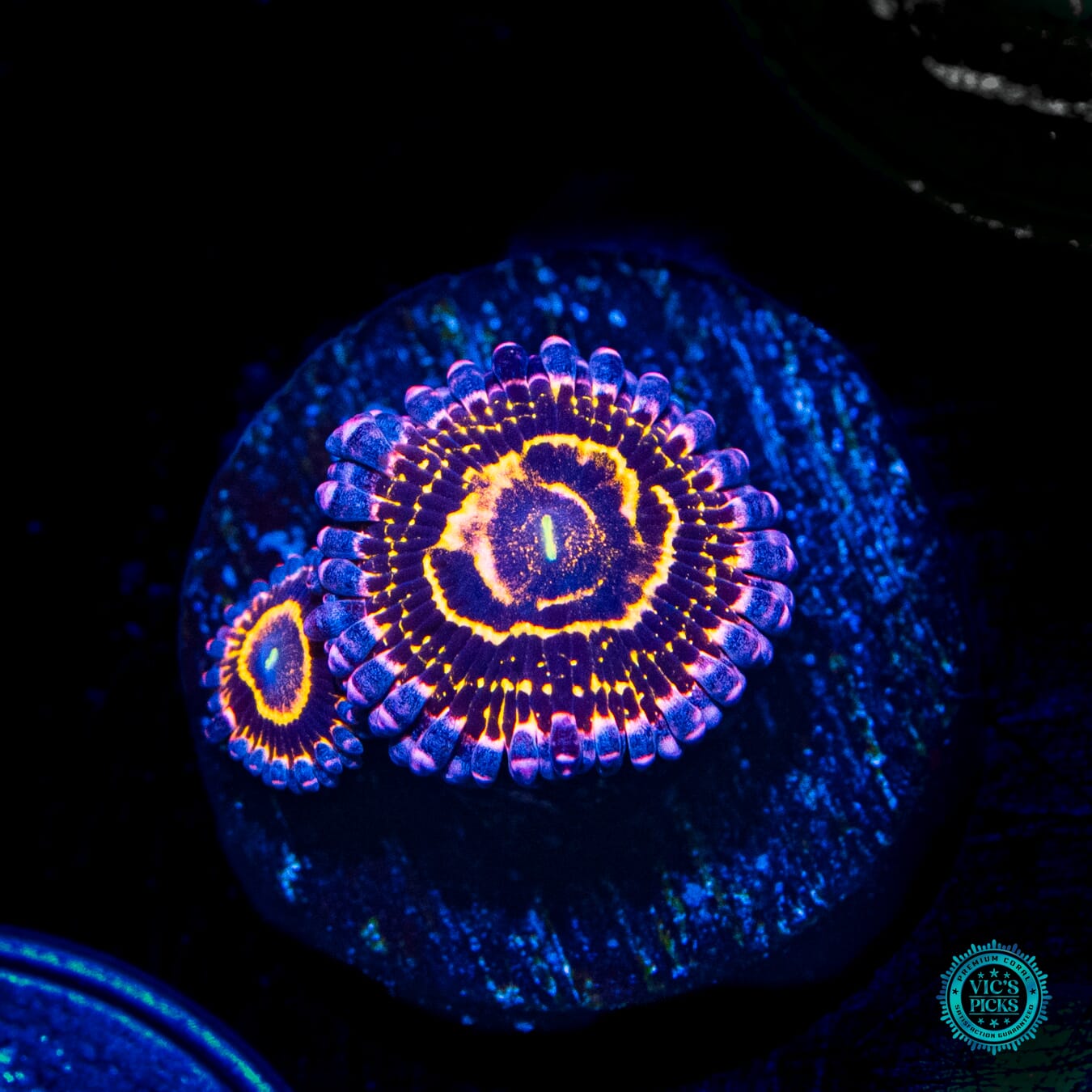 Stratosphere Zoanthids - Daylight Photo