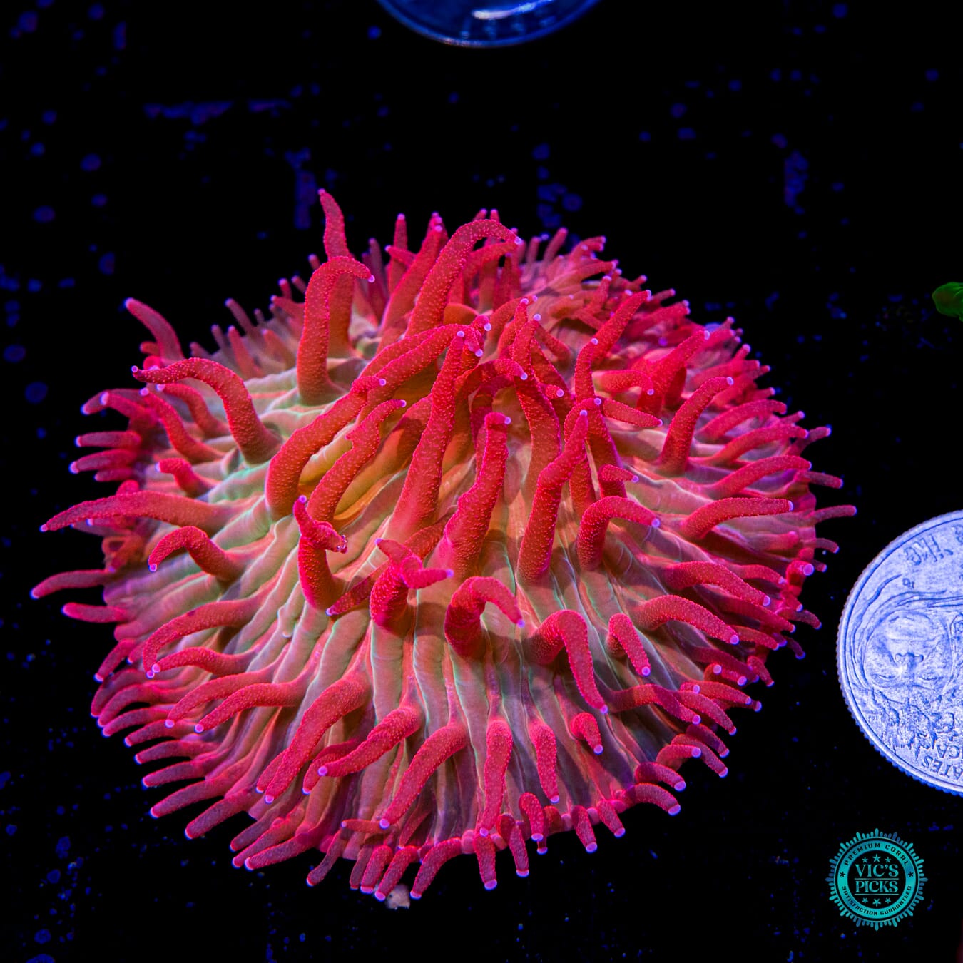WWC Zombie Apocalypse Diaseris Plate Coral - Actinic Photo