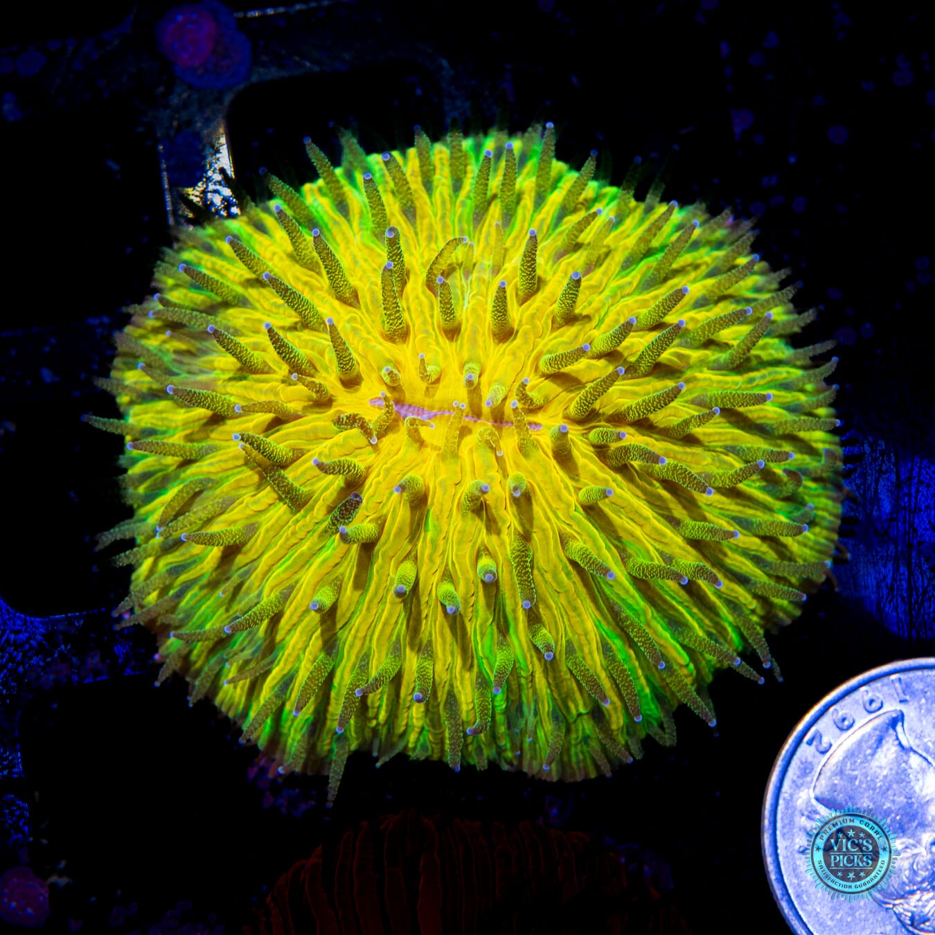 Electric Explosion Plate Coral - Actinic Photo