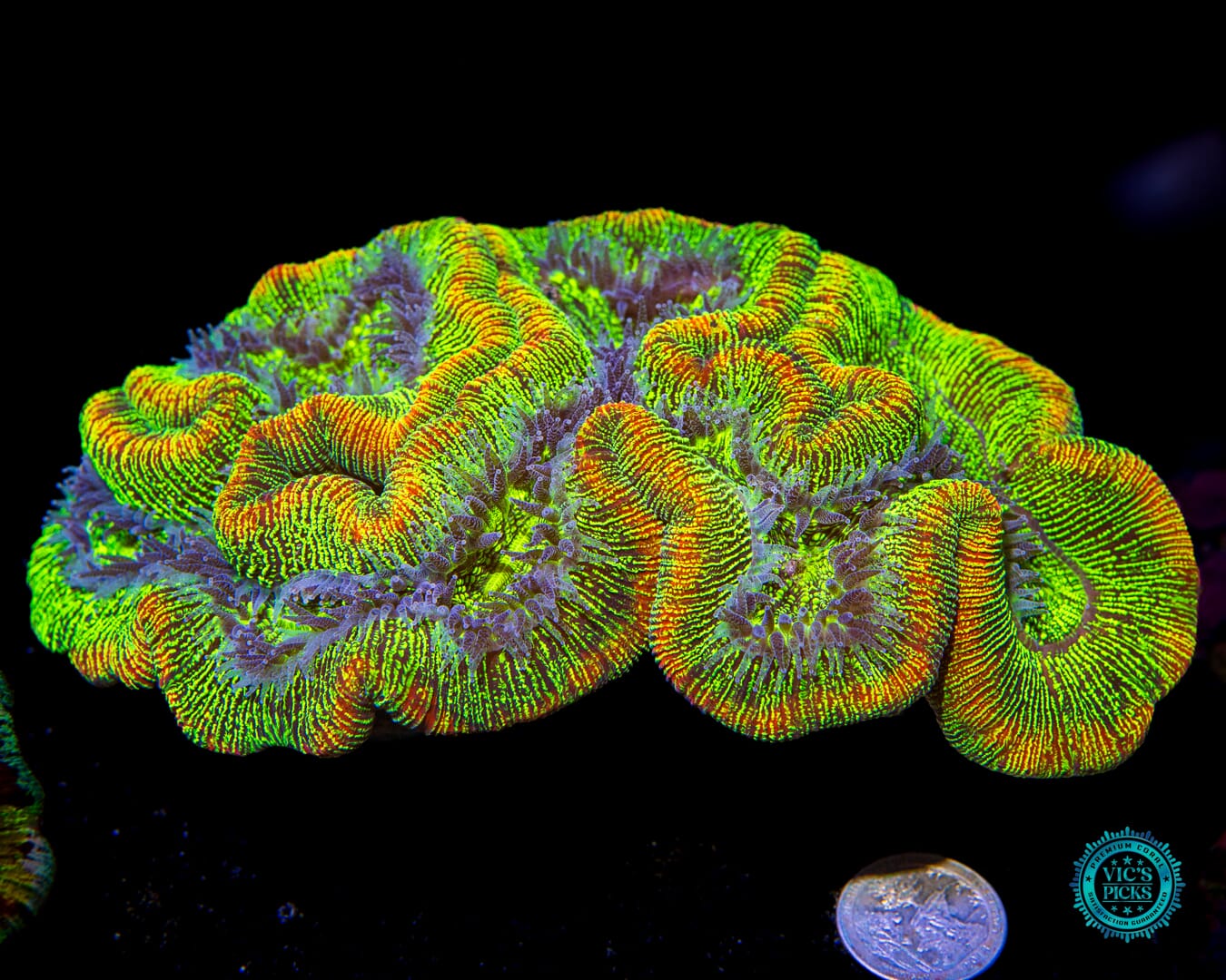 XXL Zappy Zoinker Trachyphyllia - Actinic Photo