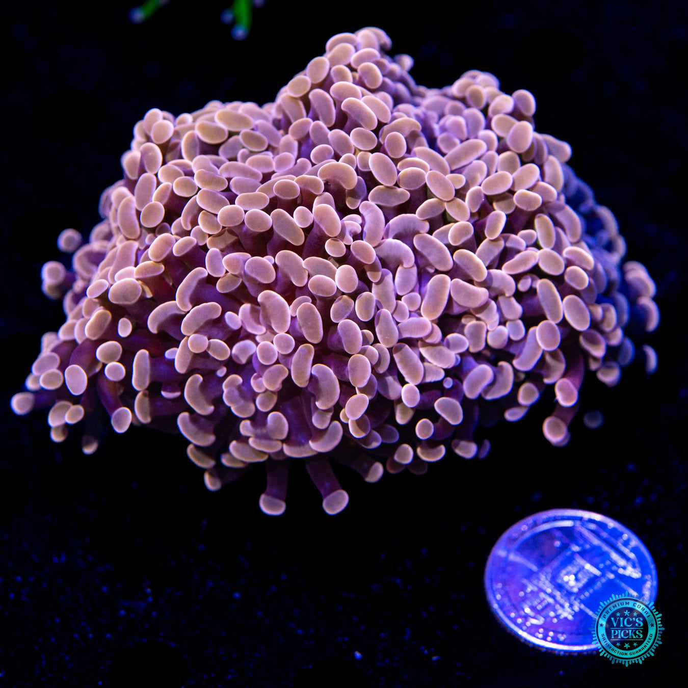 WWC Blood Moon Branching Hammer Coral