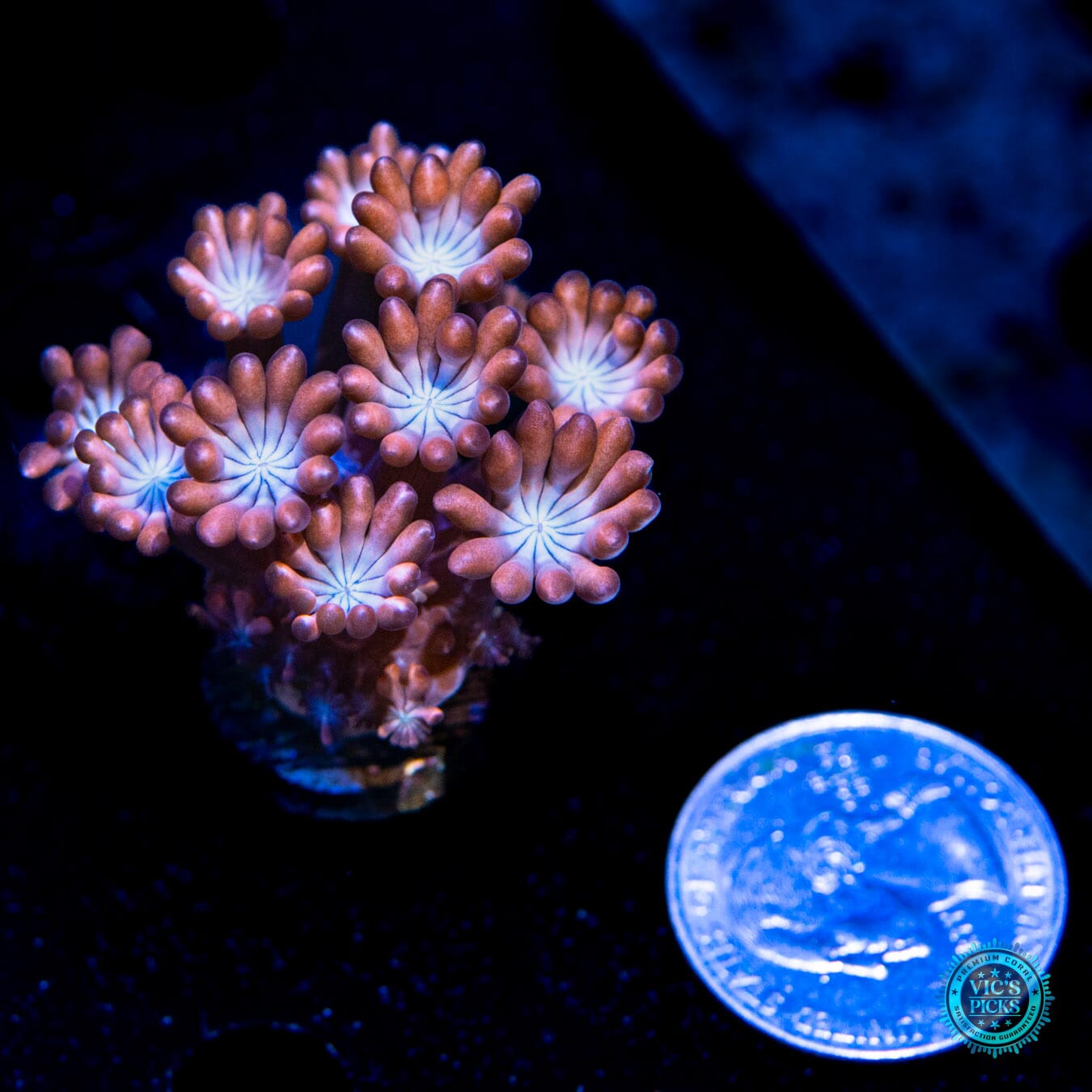 Boysenberry Ice Alveopora - Actinic Photo