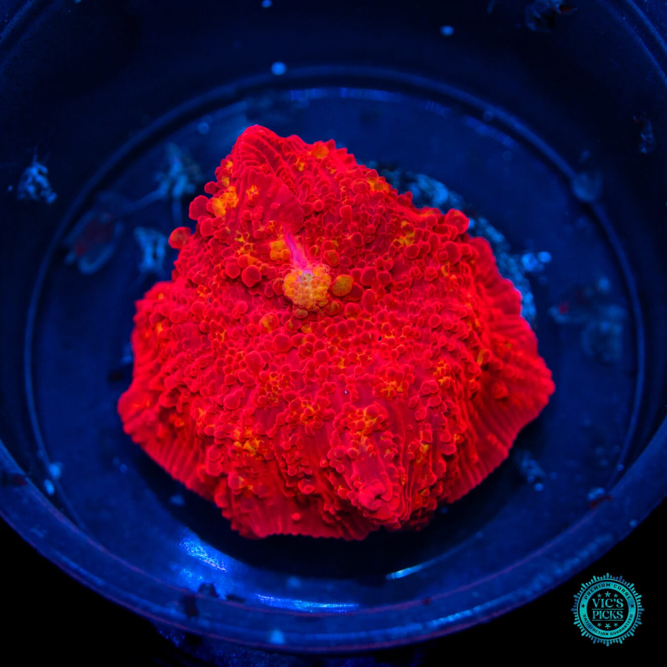 Super Red Hot Jawbreaker Mushroom Coral - Daylight Photo