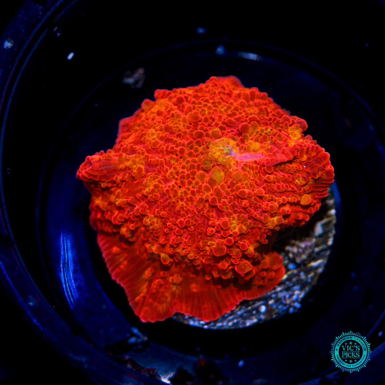 Super Red Hot Jawbreaker Mushroom Coral - Actinic Photo