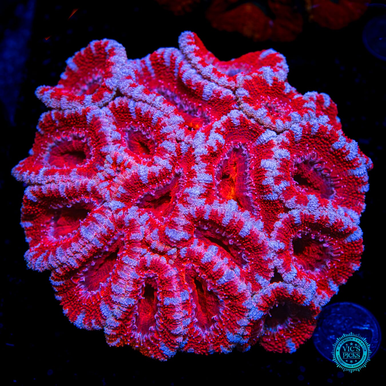 Homegrown Super Fluffy Blue Ring Aussie Lord - Daylight Photo