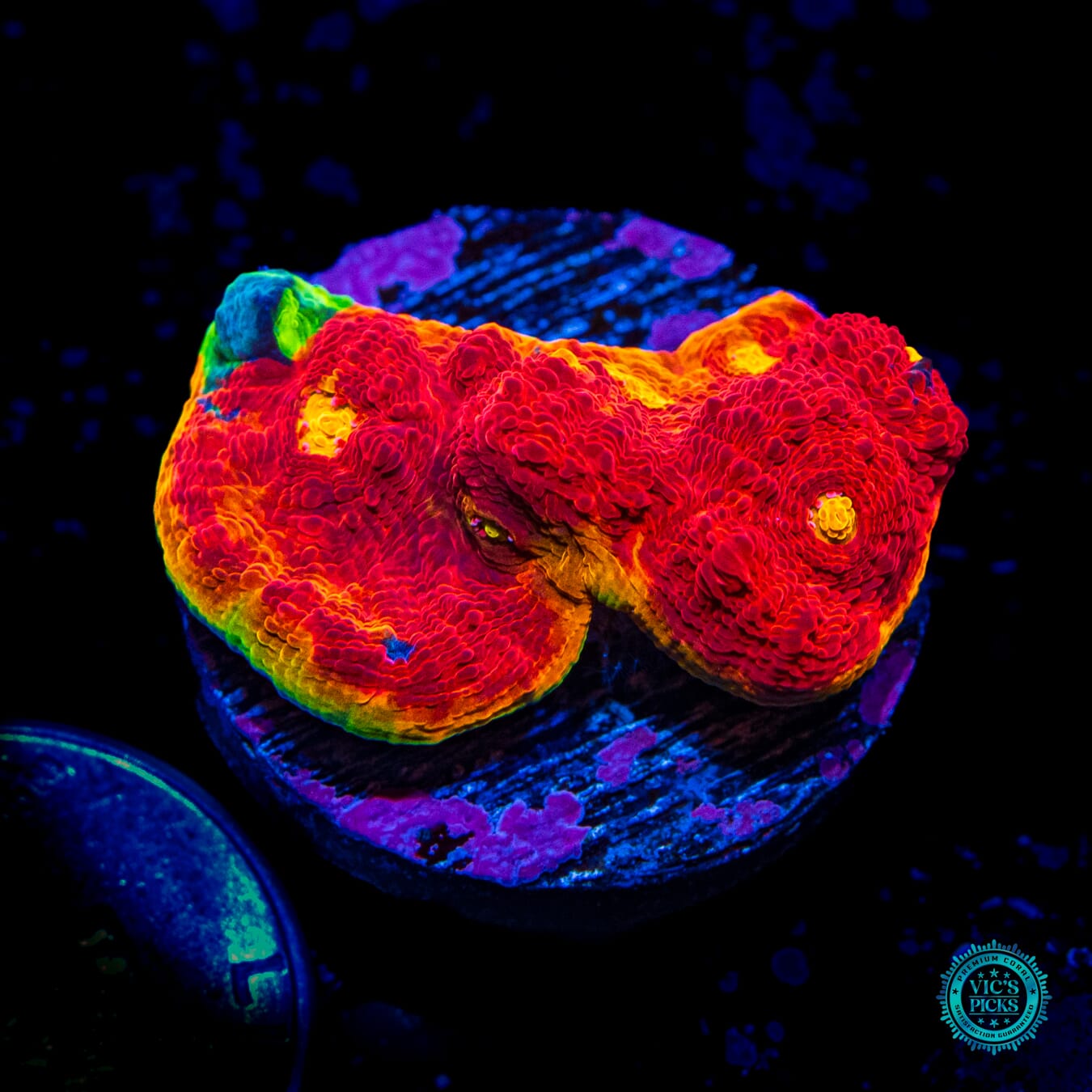 WWC Knockout Rainbow Chalice - Daylight Photo