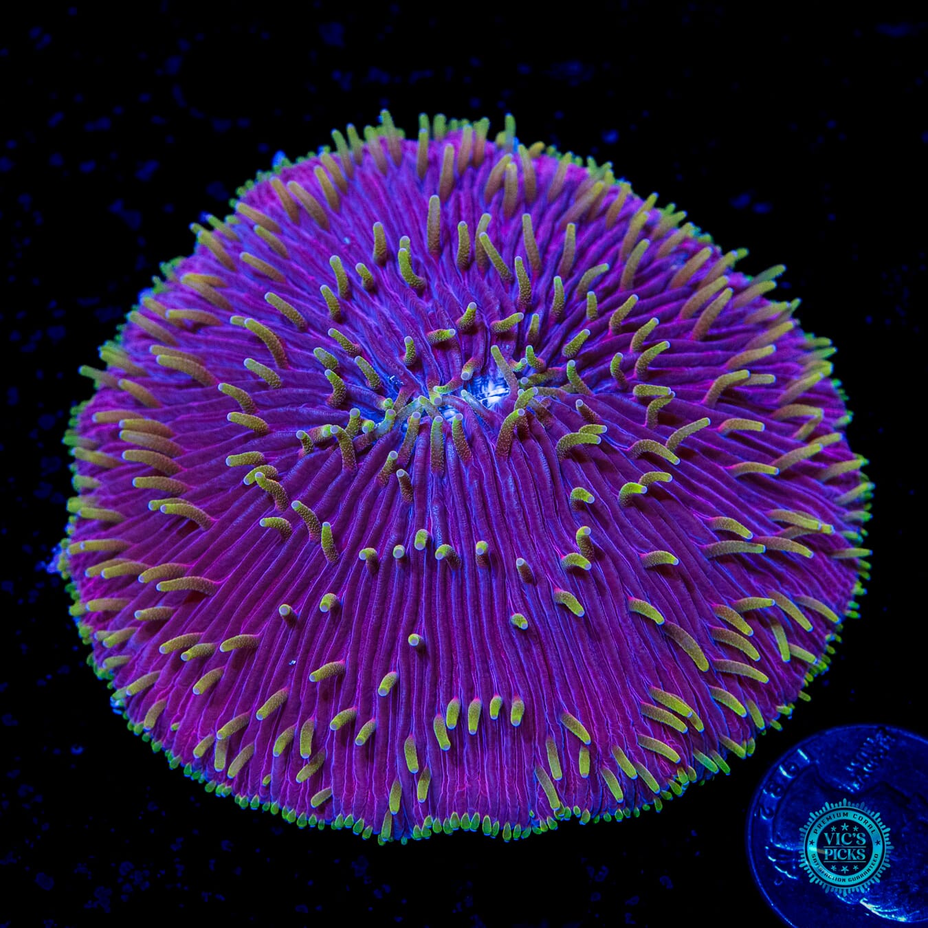 Purple Parrot Plate Coral - Daylight Photo