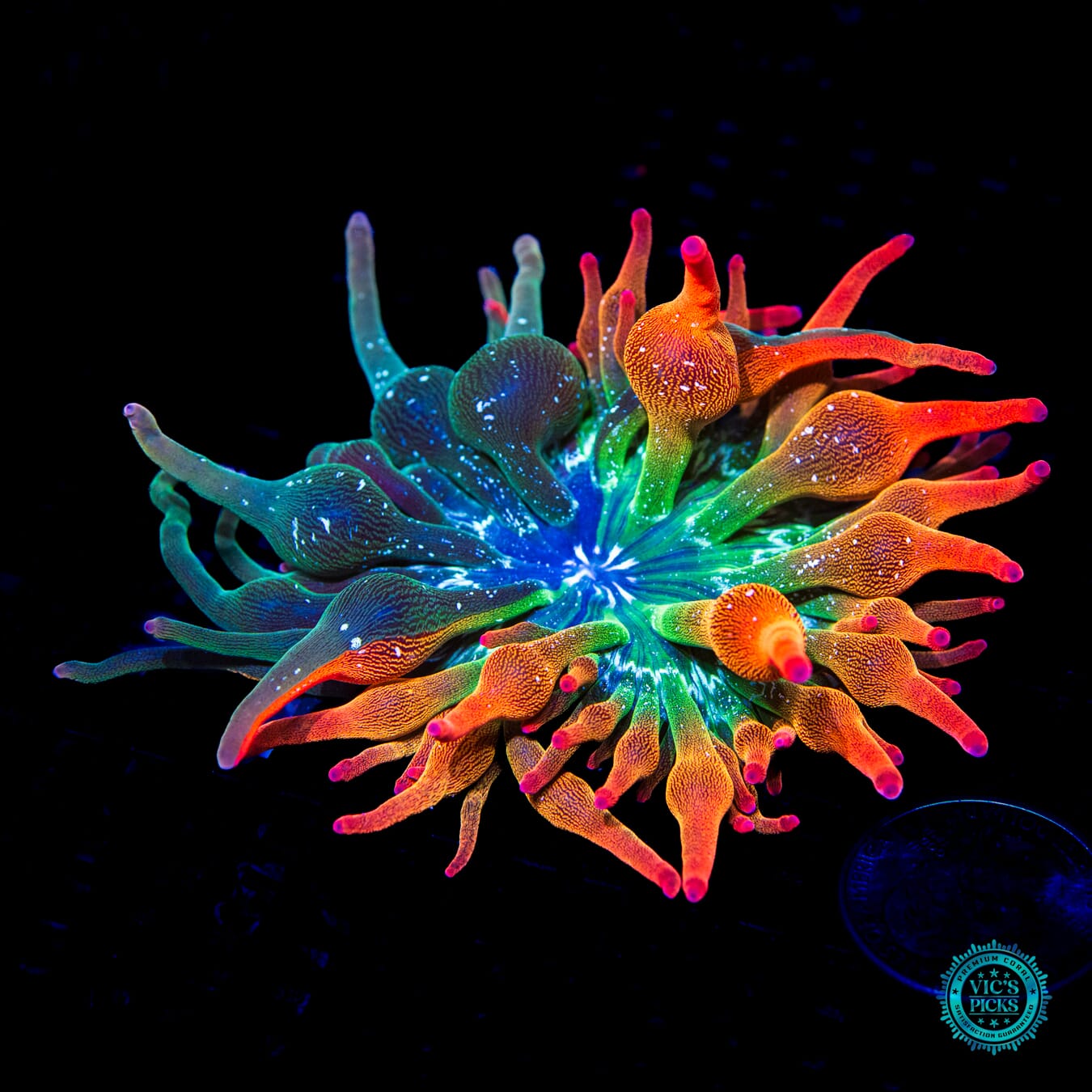 Nexus Burst Grafted Bubble Anemone - Daylight Photo