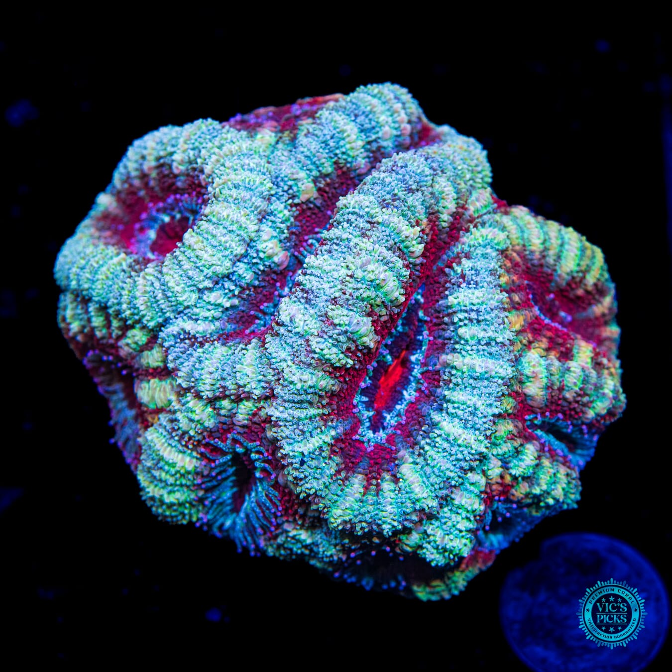 Homegrown Super Duper Fluffy Teal Ring Ring Aussie Lord - Daylight Photo