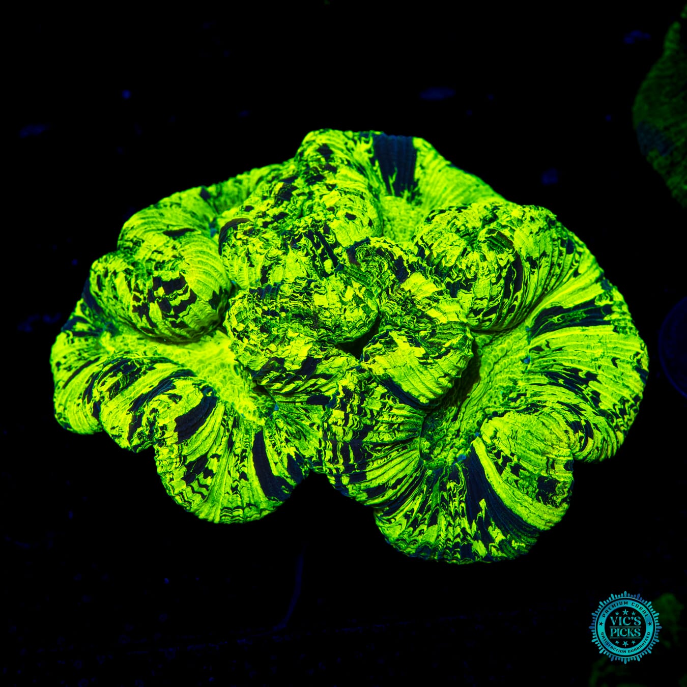 Toxic Wasteland Trachyphyllia - Daylight Photo