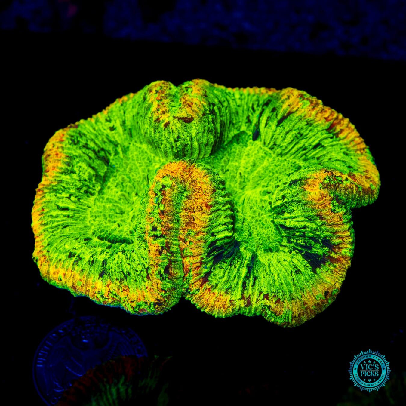 Slimetime Trachyphyllia - Daylight Photo