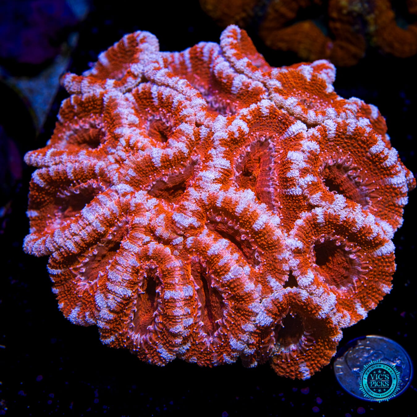 Homegrown Super Fluffy Blue Ring Aussie Lord - Actinic Photo