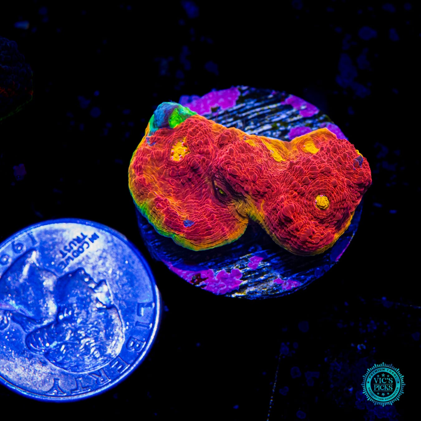 WWC Knockout Rainbow Chalice - Actinic Photo