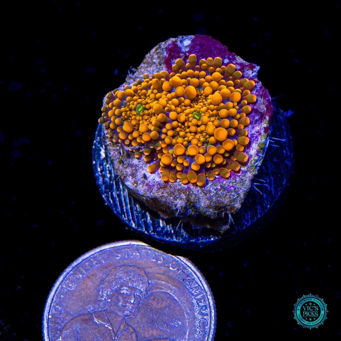 Blazing Saddles Yuma Mushroom - Actinic Photo