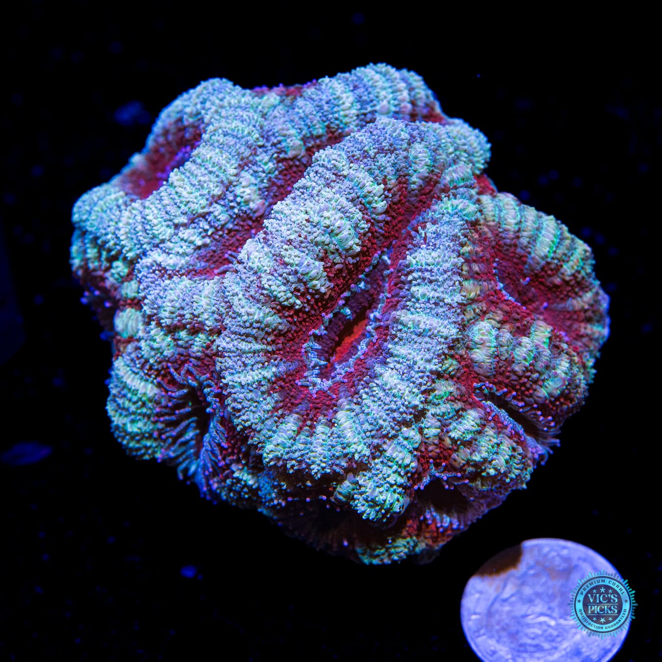 Homegrown Super Duper Fluffy Teal Ring Ring Aussie Lord - Actinic Photo