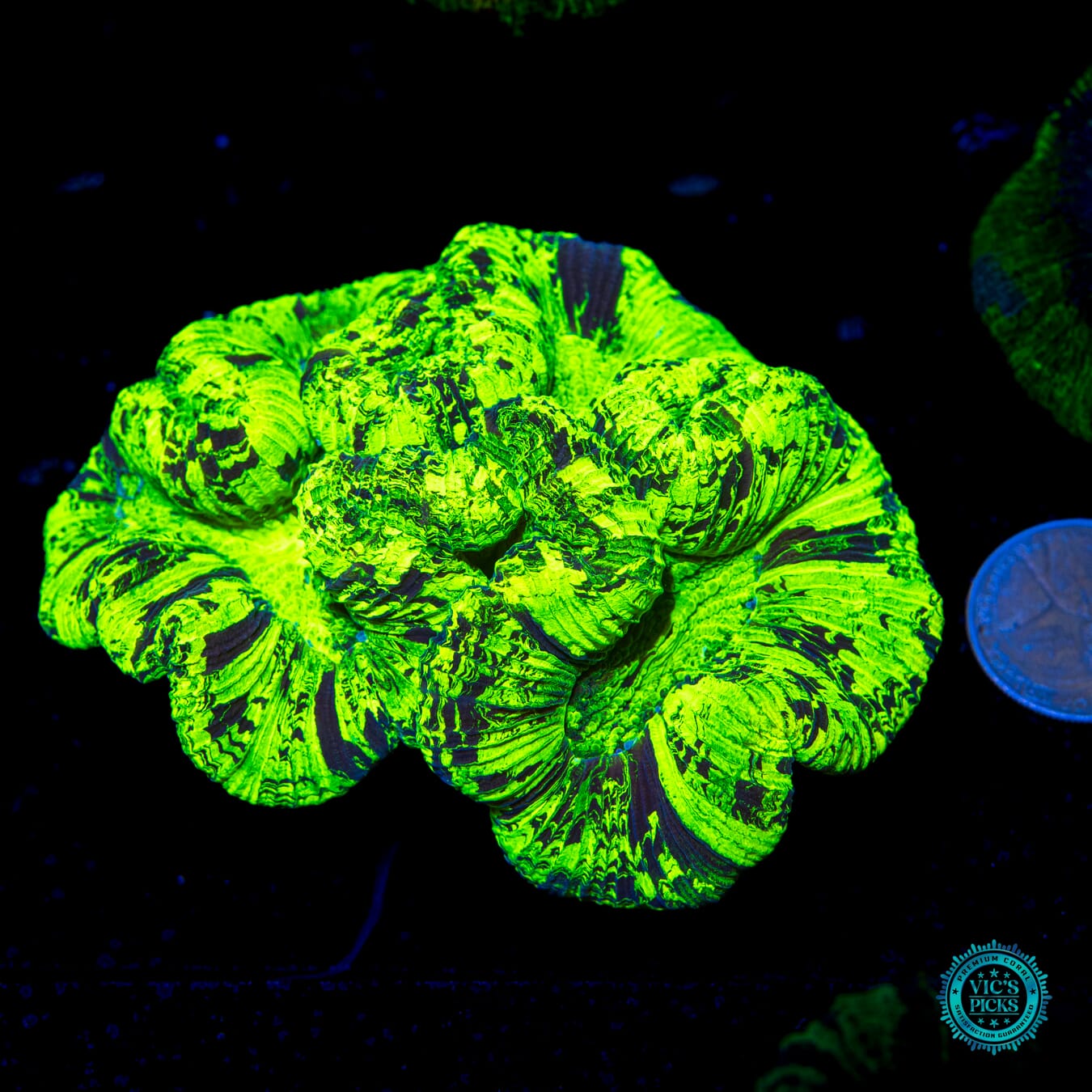 Toxic Wasteland Trachyphyllia - Actinic Photo