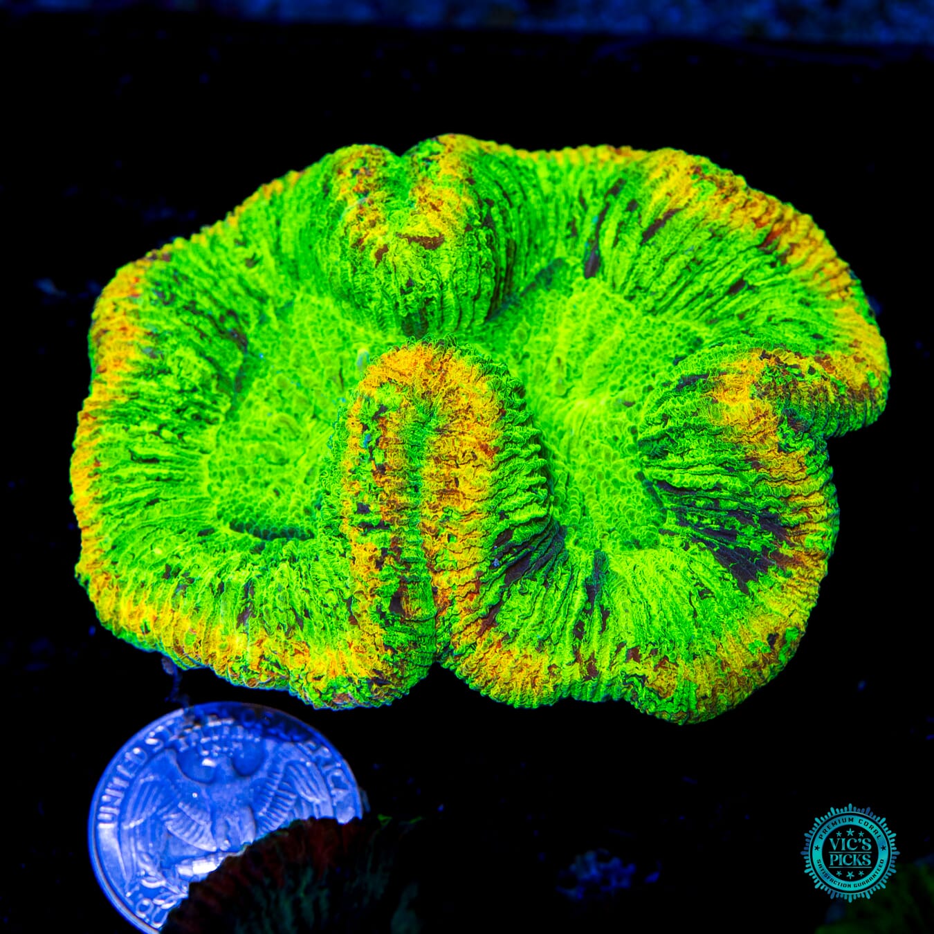 Slimetime Trachyphyllia - Actinic Photo