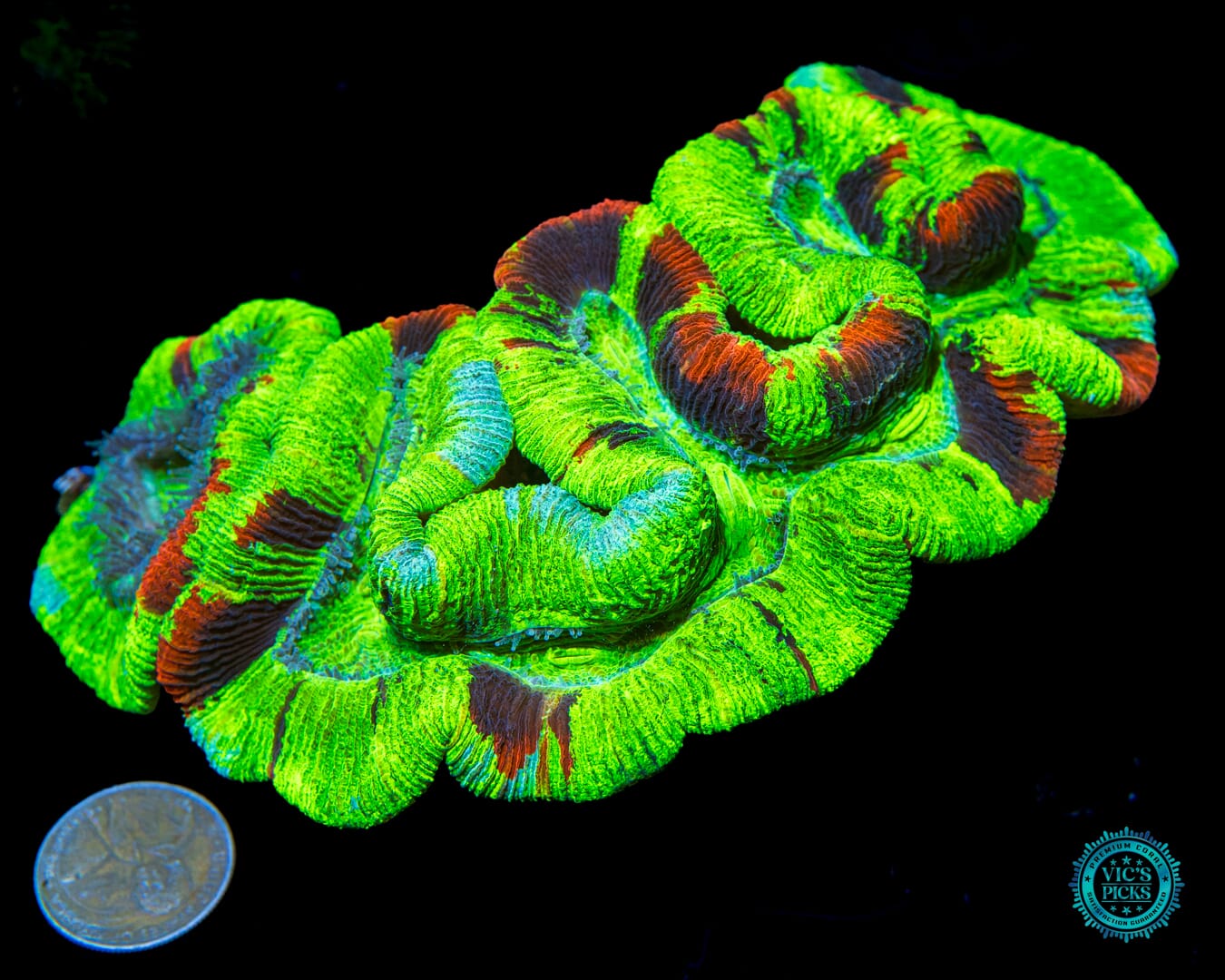 Crayola Meltdown Trachyphyllia - Actinic Photo