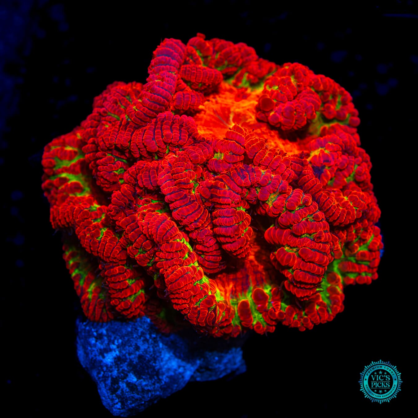Homegrown Nuclear Meltdown Blastomussa - Daylight Photo