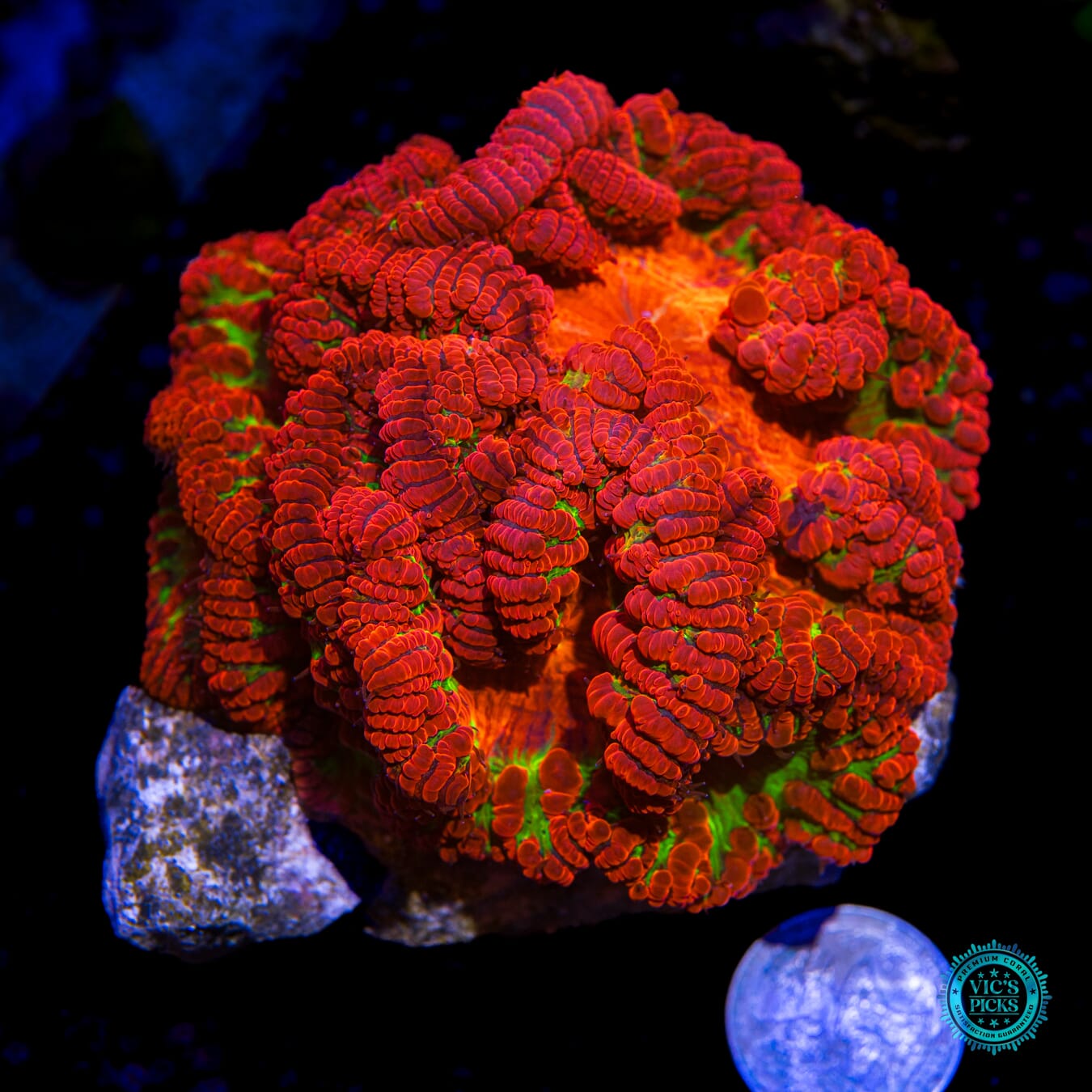 Homegrown Nuclear Meltdown Blastomussa - Actinic Photo