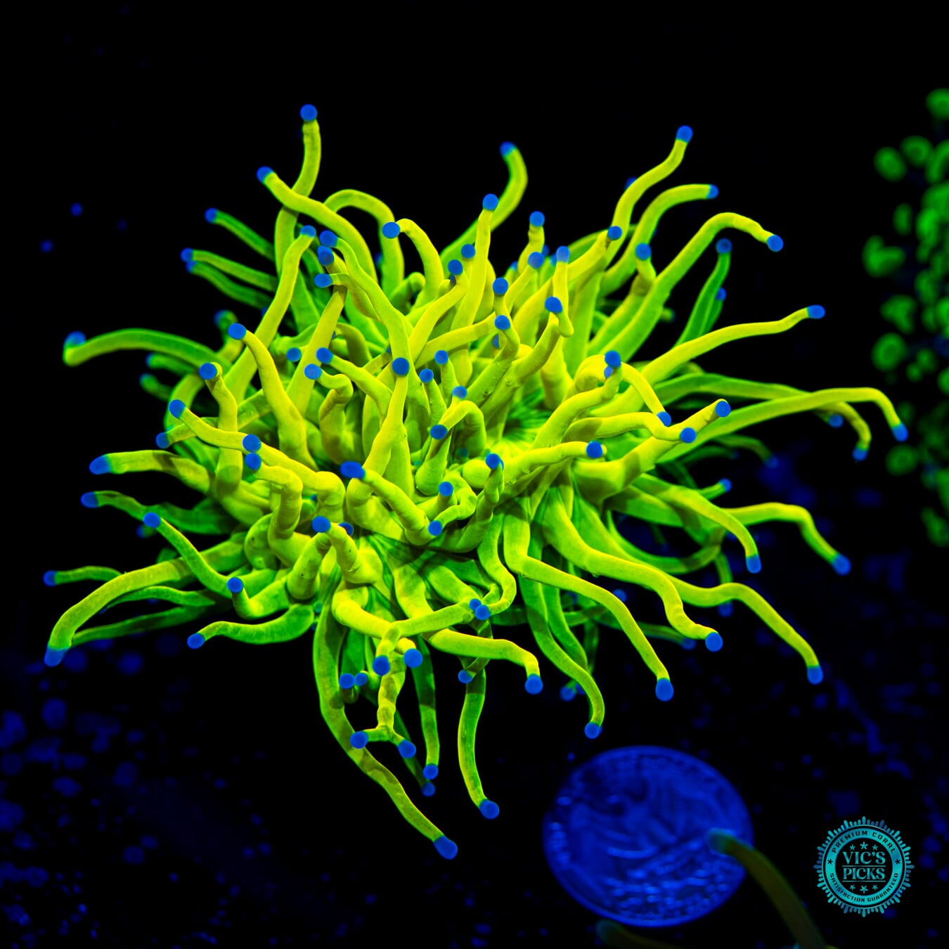 Banana Grail Torch - Daylight Photo