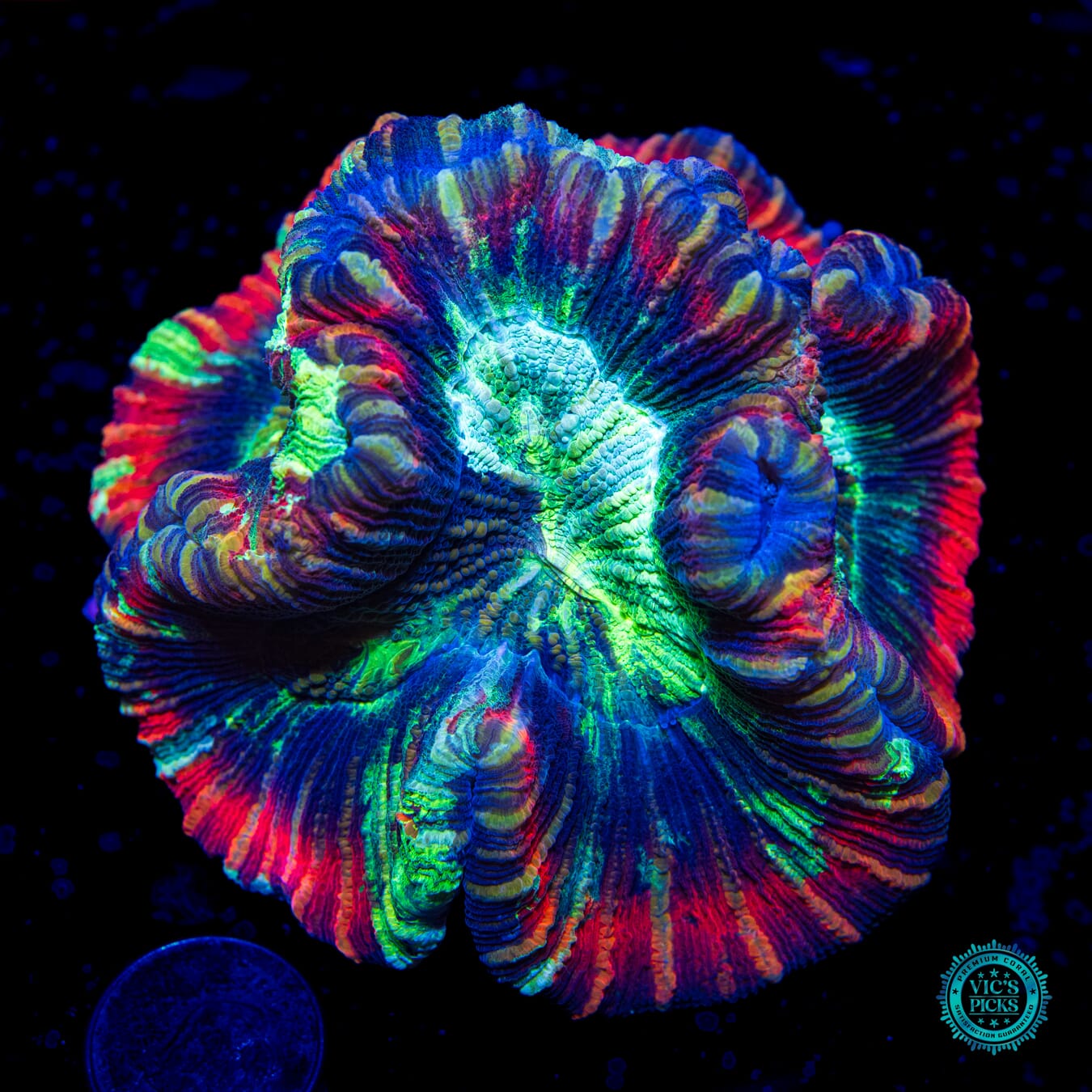 Rainbow Warrior Trachyphyllia - Daylight Photo