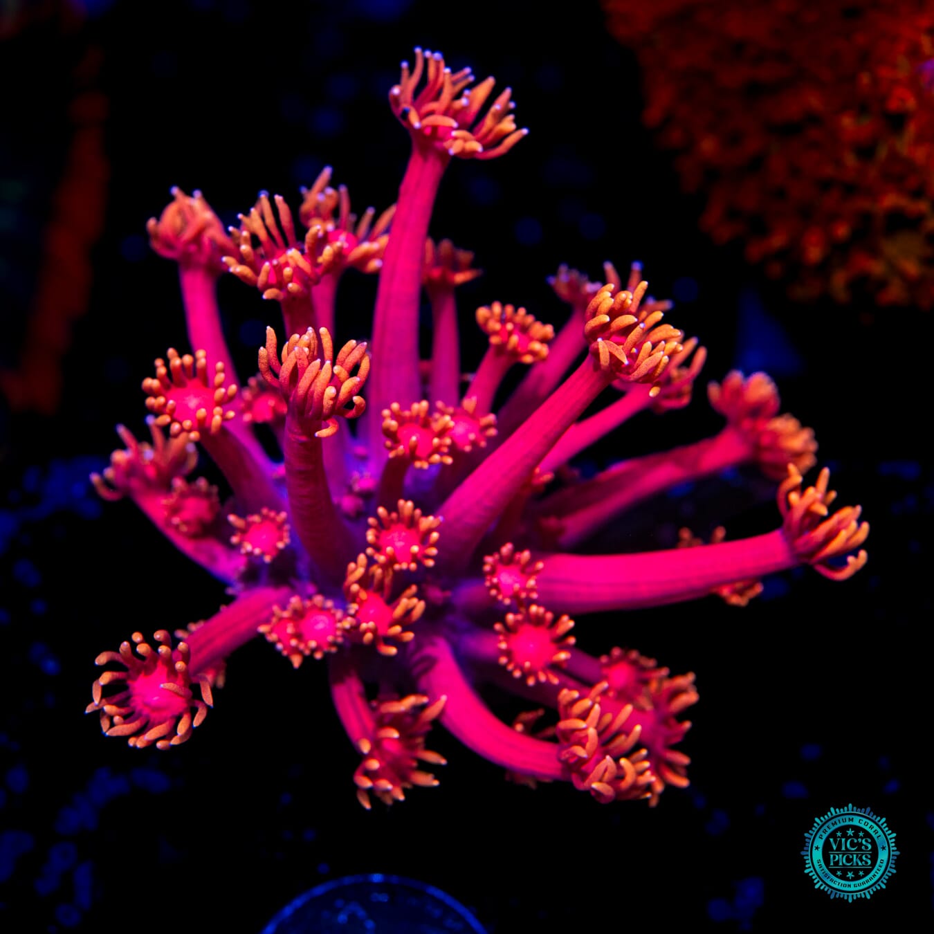 Fire Blossom Goniopora - Daylight Photo