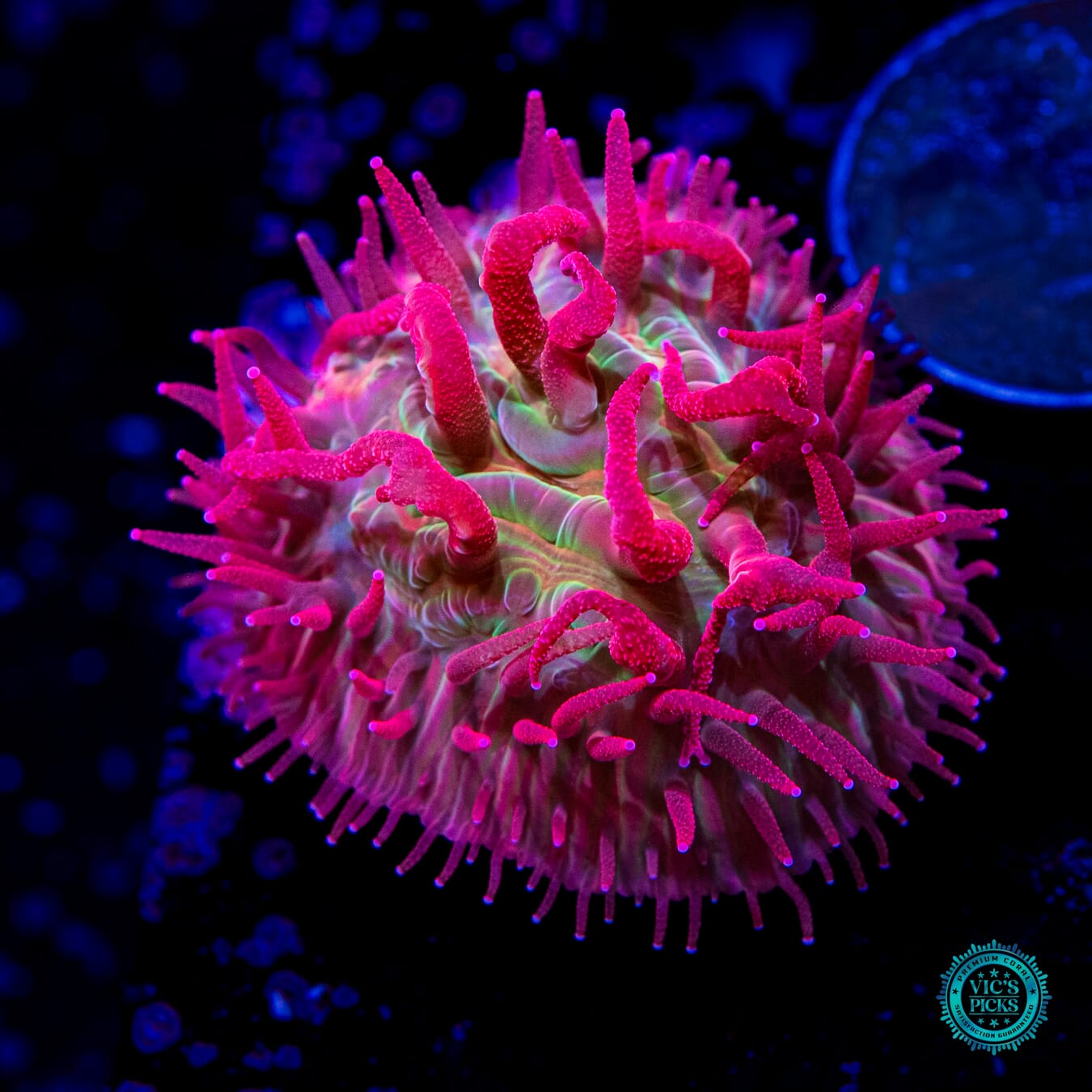 WWC Zombie Apocalypse Diaseris Plate Coral - Daylight Photo
