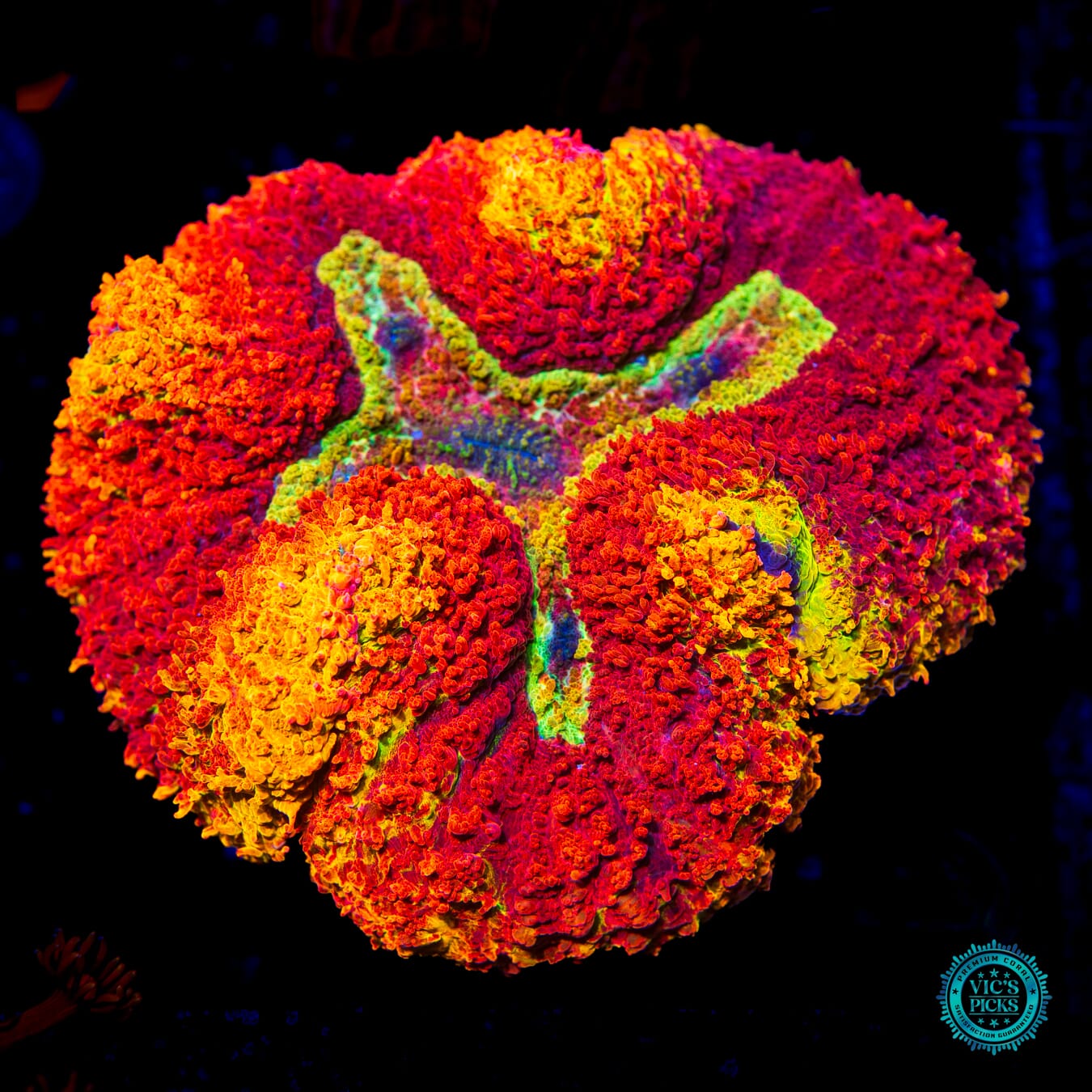 Legendary Flaming Rainbow Carpet Lobophyllia - Daylight Photo