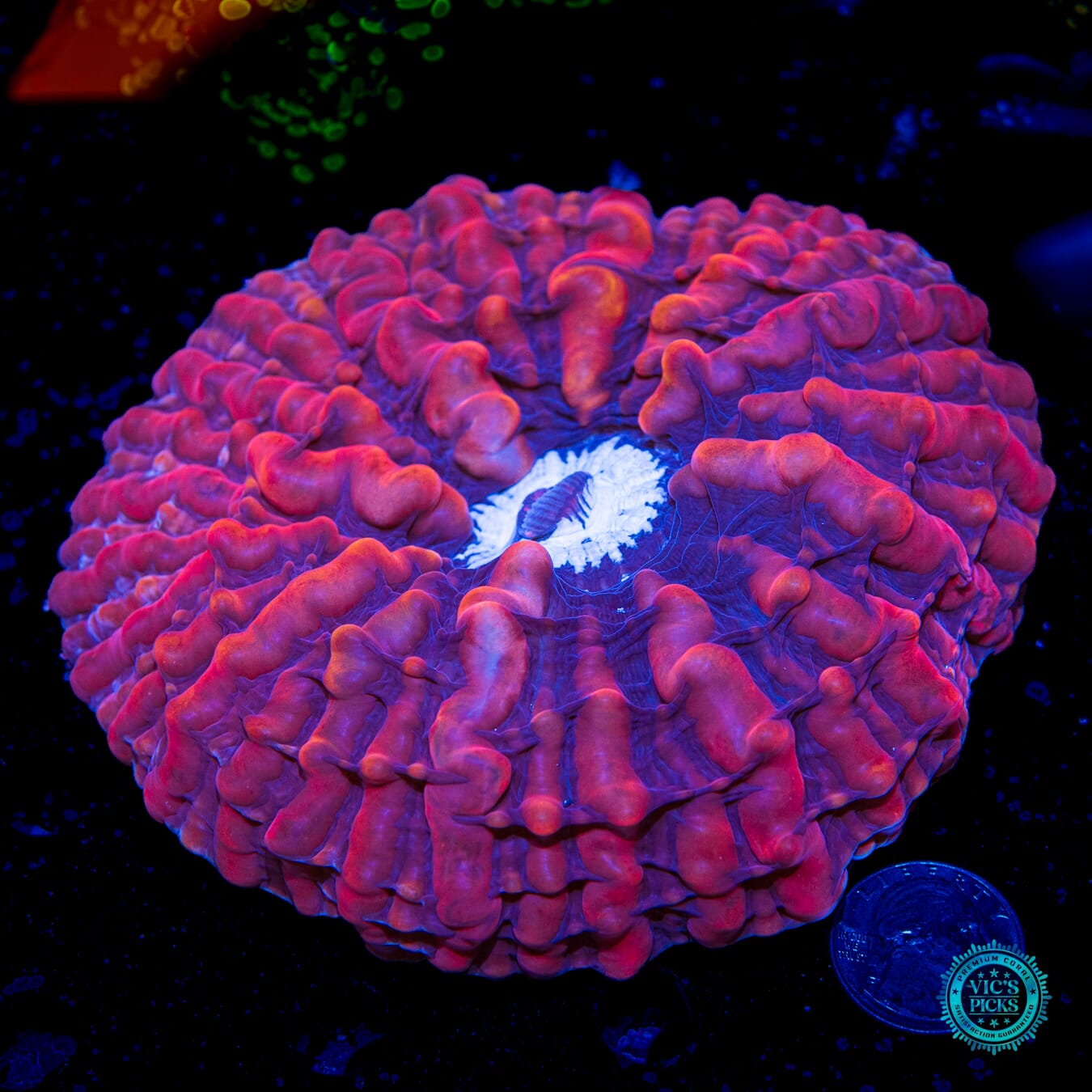Cranberry Crasher Indophyllia - Daylight Photo