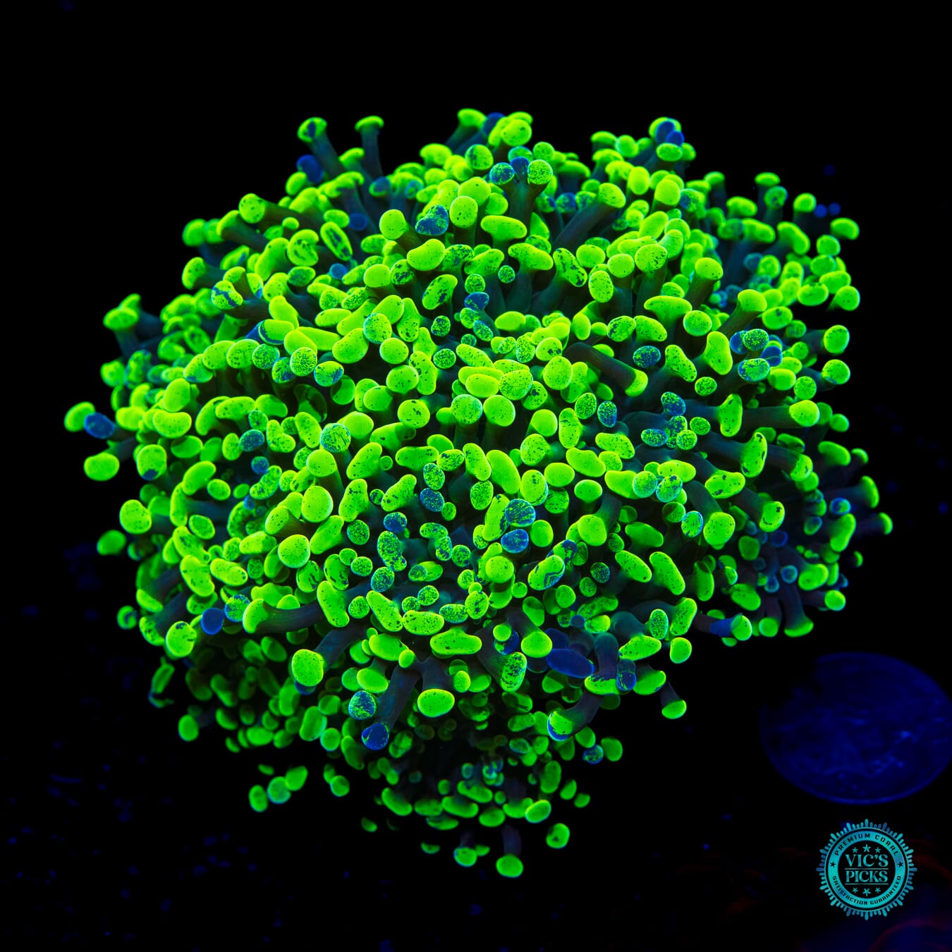 WWC Neon Freon Splatter Bracnhing Hammer - Daylight Photo