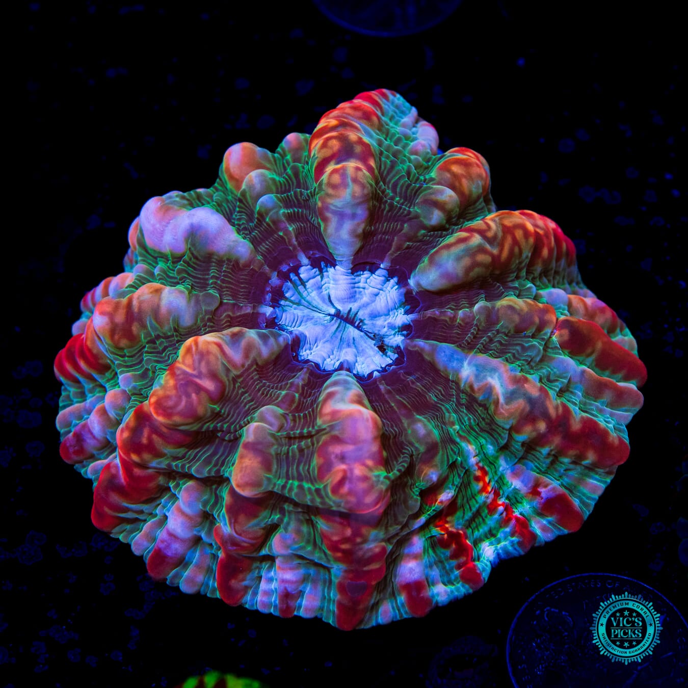 Strawberry Drip Indophyllia - Daylight Photo