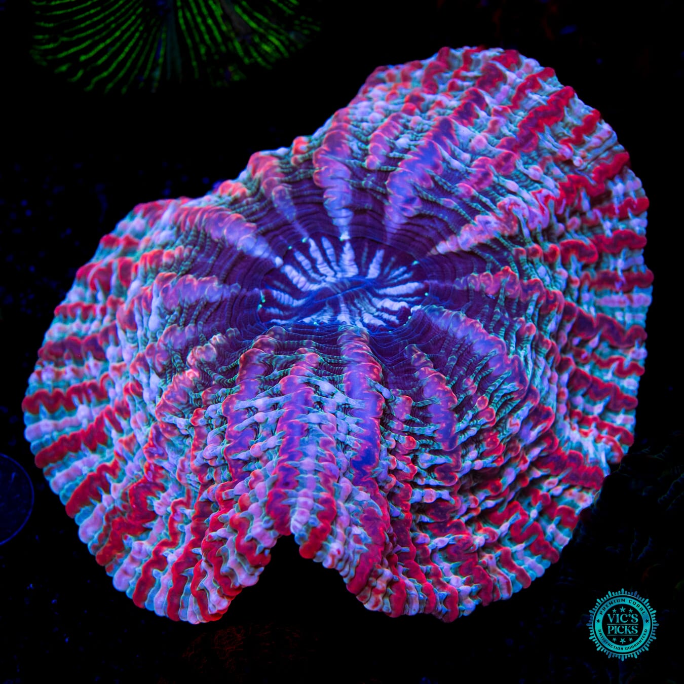 Psychedelic Shock Tart Indophyllia - Daylight Photo
