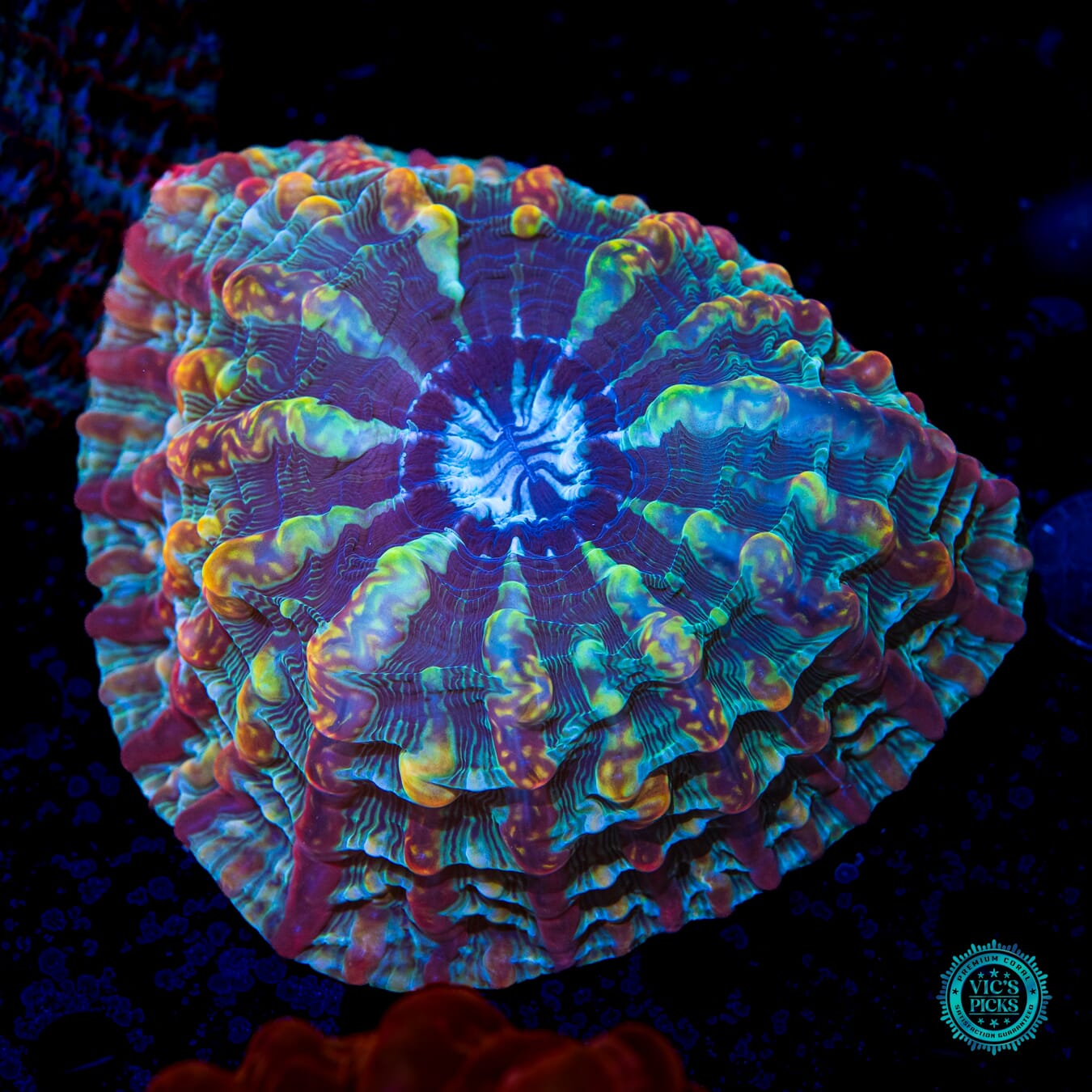 Freak of Nature Indophyllia - Daylight Photo