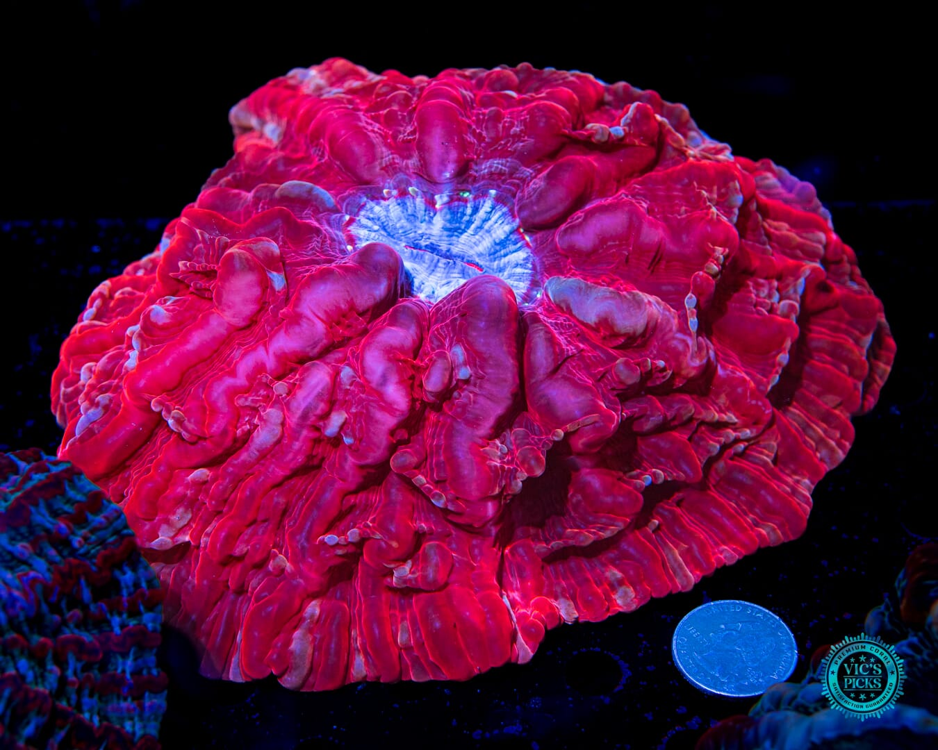 Jello Cake Indophyllia - Daylight Photo