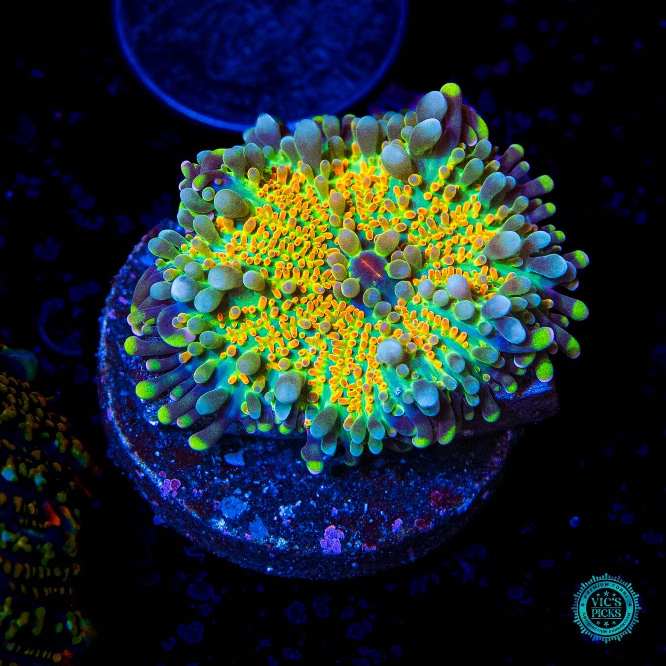 Goldrush Yuma Mushroom - Daylight Photo