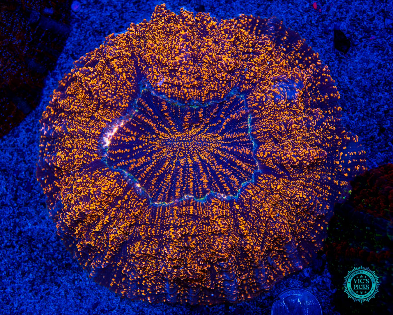 Intergalactic Acanthophyllia - Daylight Photo