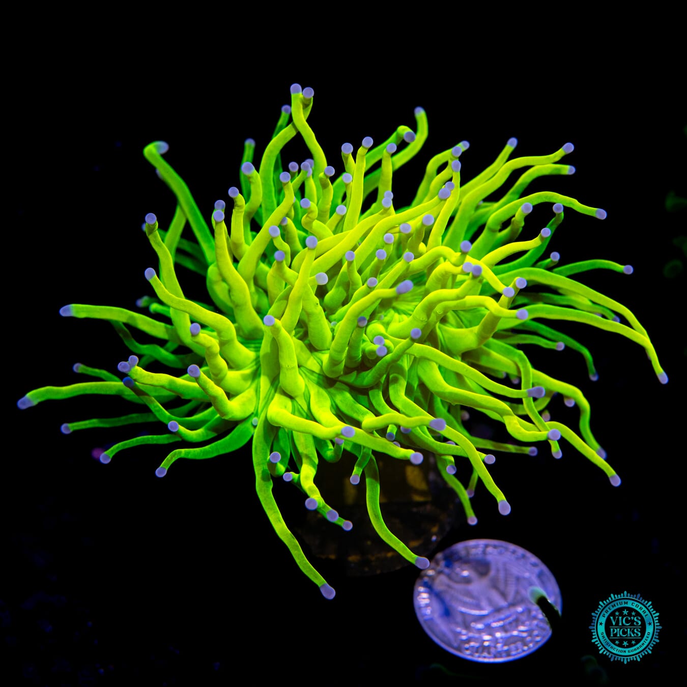 Banana Grail Torch - Actinic Photo