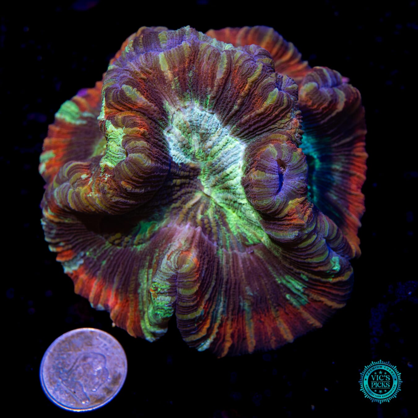 Rainbow Warrior Trachyphyllia - Actinic Photo